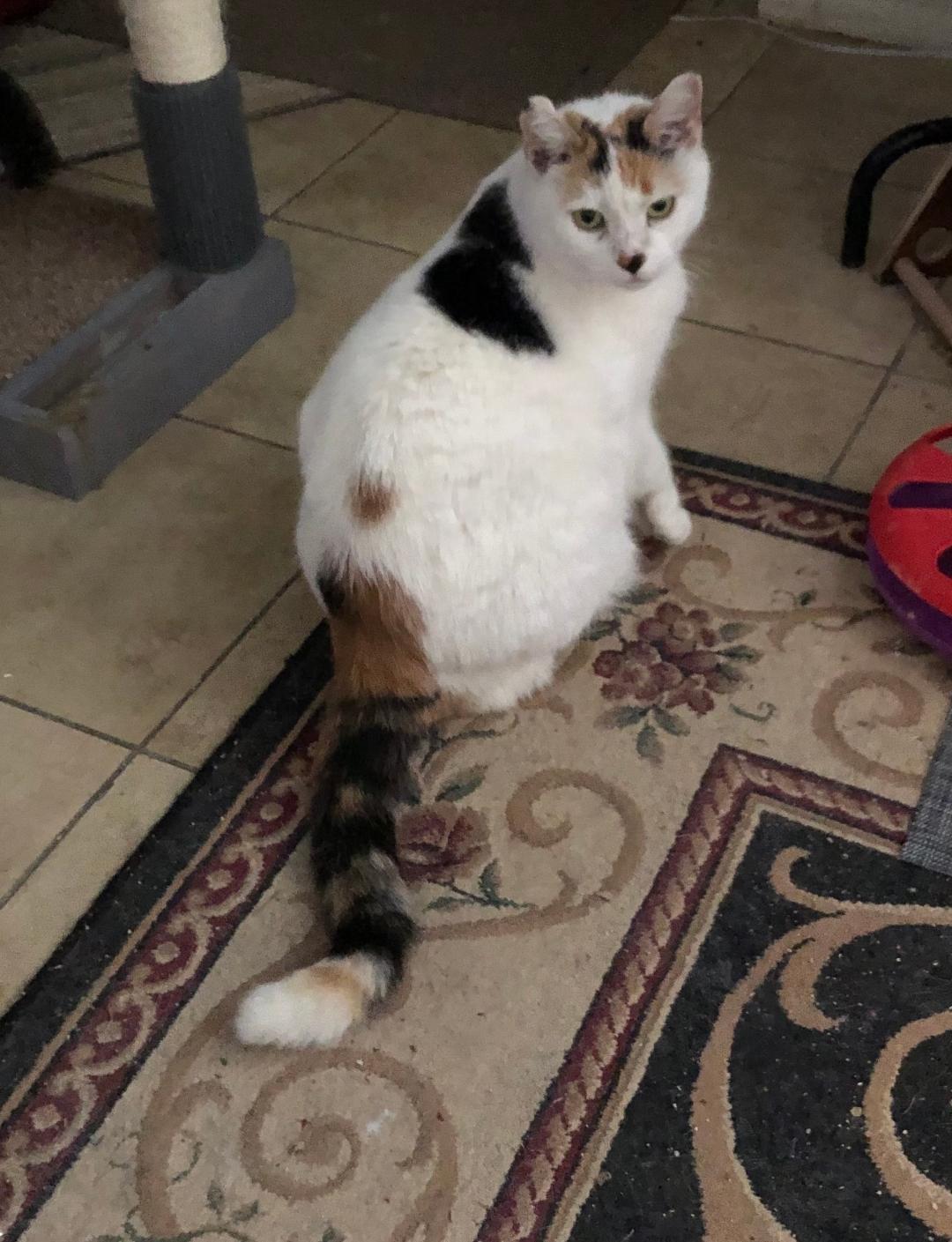 Enlarge Cindy, a Adoptable mixed breed in Yardley, PA image 3/3