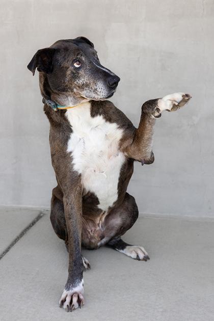 Enlarge Smokey, a Adoptable mixed breed in Longmont, CO image 2/3
