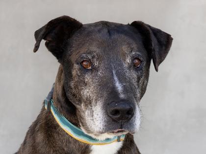 Enlarge Smokey, a Adoptable mixed breed in Longmont, CO image 3/3