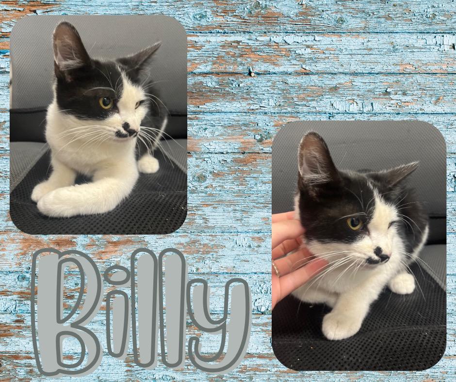 Billy, Adoptable, Young Male Domestic Short Hair.