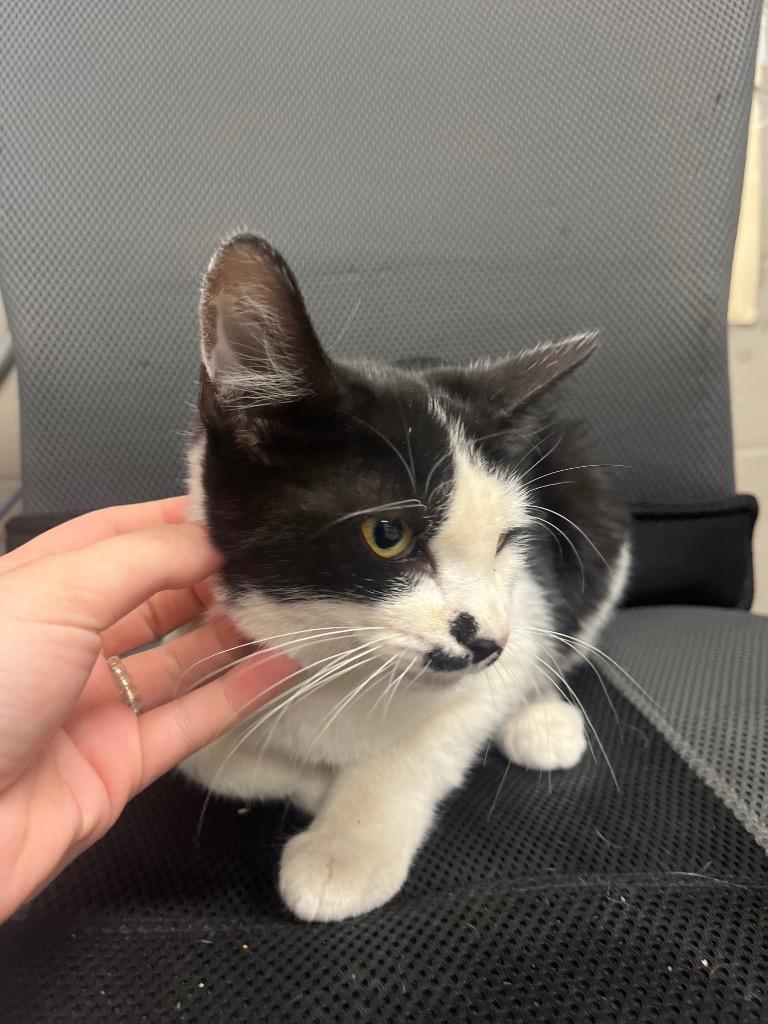 Enlarge Billy, a Adoptable mixed breed in Hopkinsville, KY image 2/4