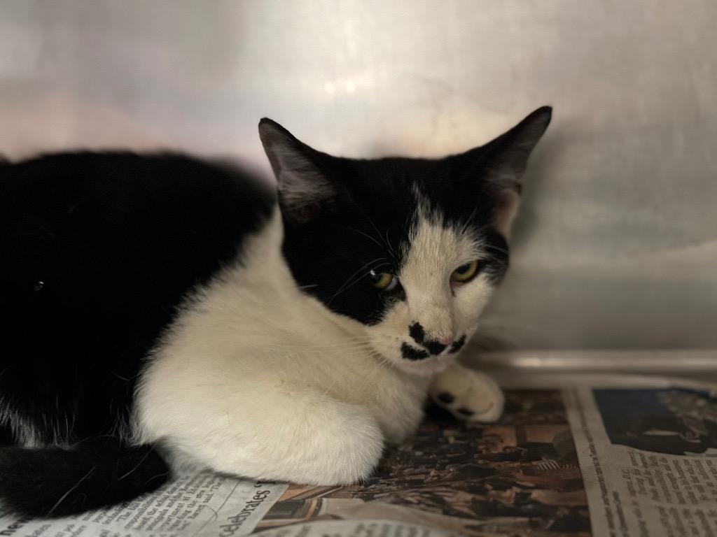 Enlarge Billy, a Adoptable mixed breed in Hopkinsville, KY image 3/4