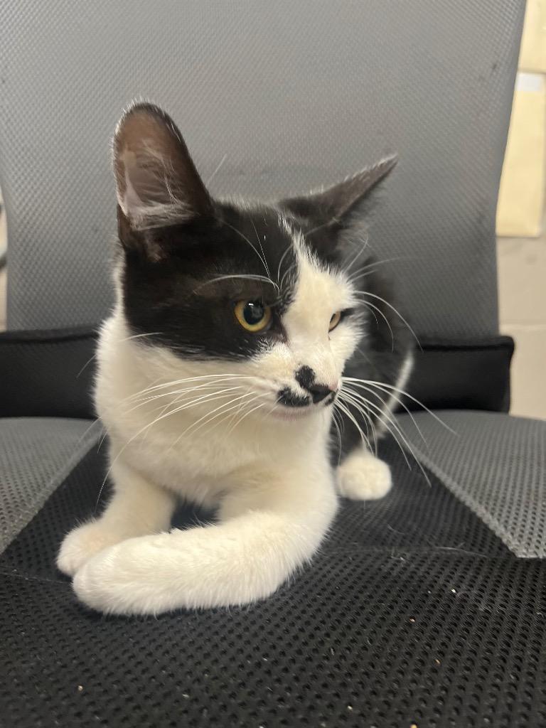 Enlarge Billy, a Adoptable mixed breed in Hopkinsville, KY image 4/4