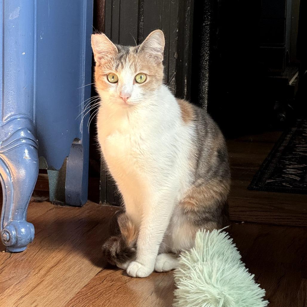 Enlarge Buttercup, a Adoptable Domestic Short Hair in Long Beach, CA image 1/5