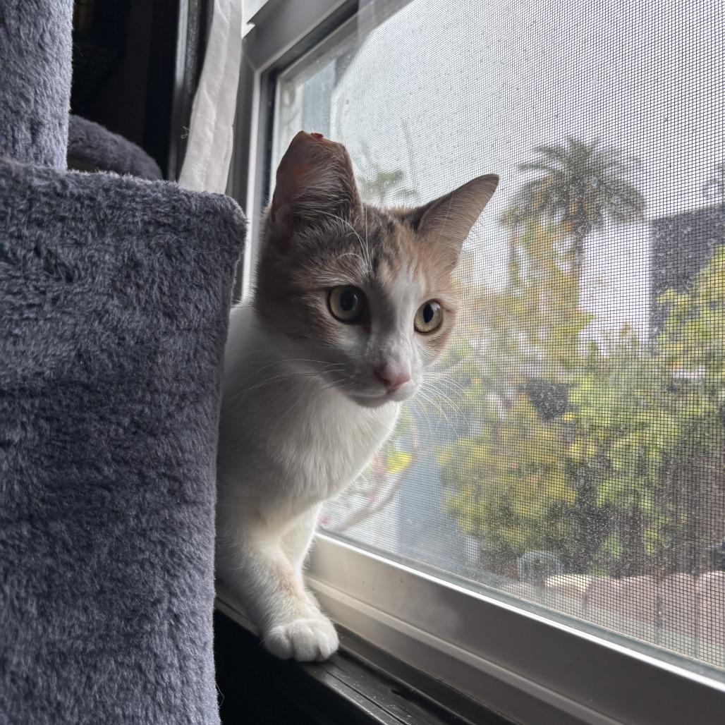 Enlarge Buttercup, a Adoptable Domestic Short Hair in Long Beach, CA image 2/5