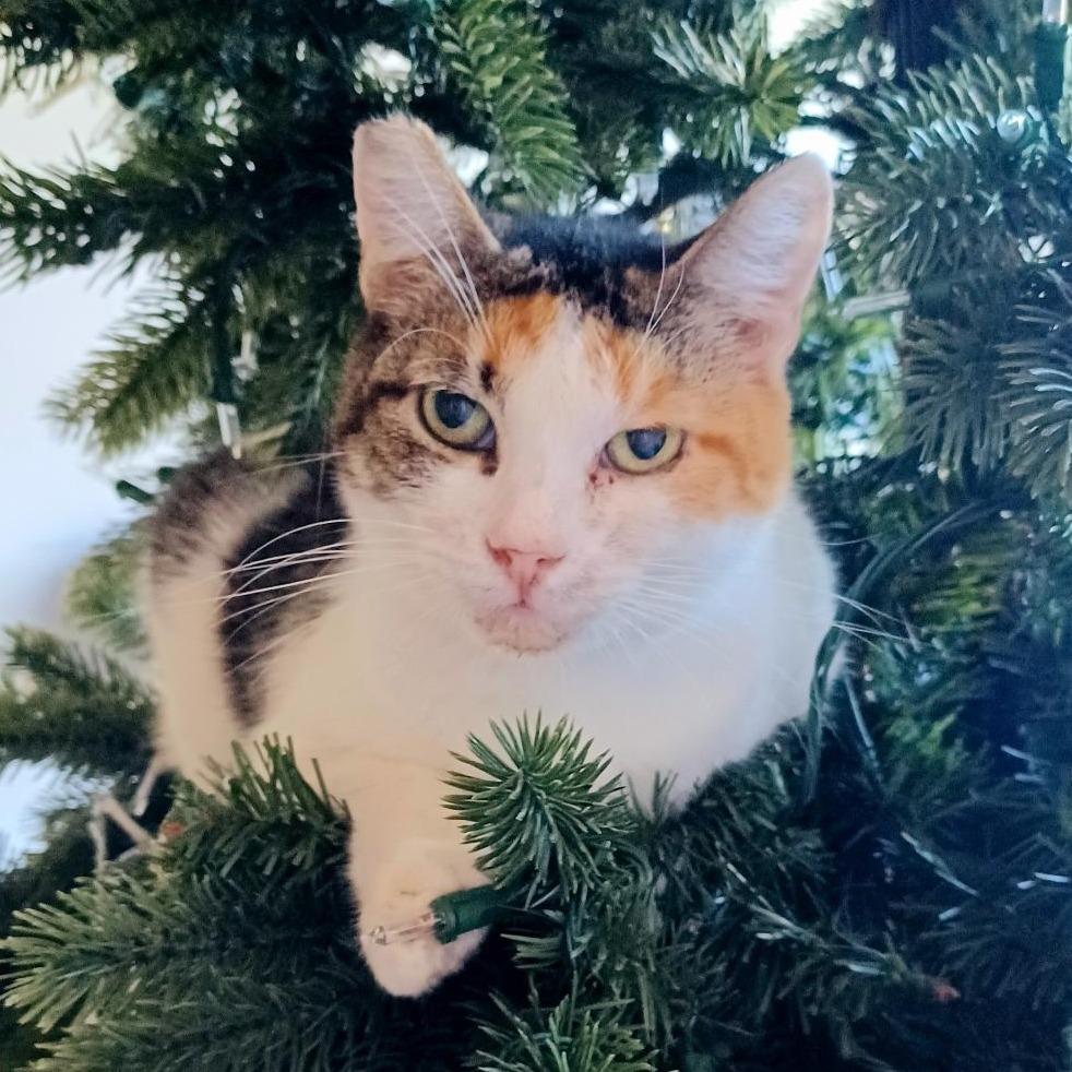 Enlarge Buttercup, a Adoptable Domestic Short Hair in Long Beach, CA image 4/5