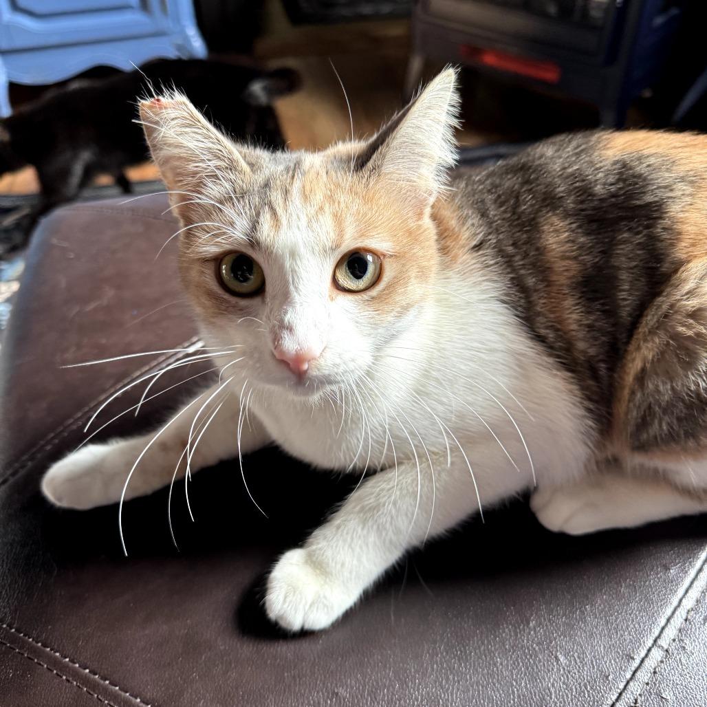 Enlarge Buttercup, a Adoptable Domestic Short Hair in Long Beach, CA image 5/5