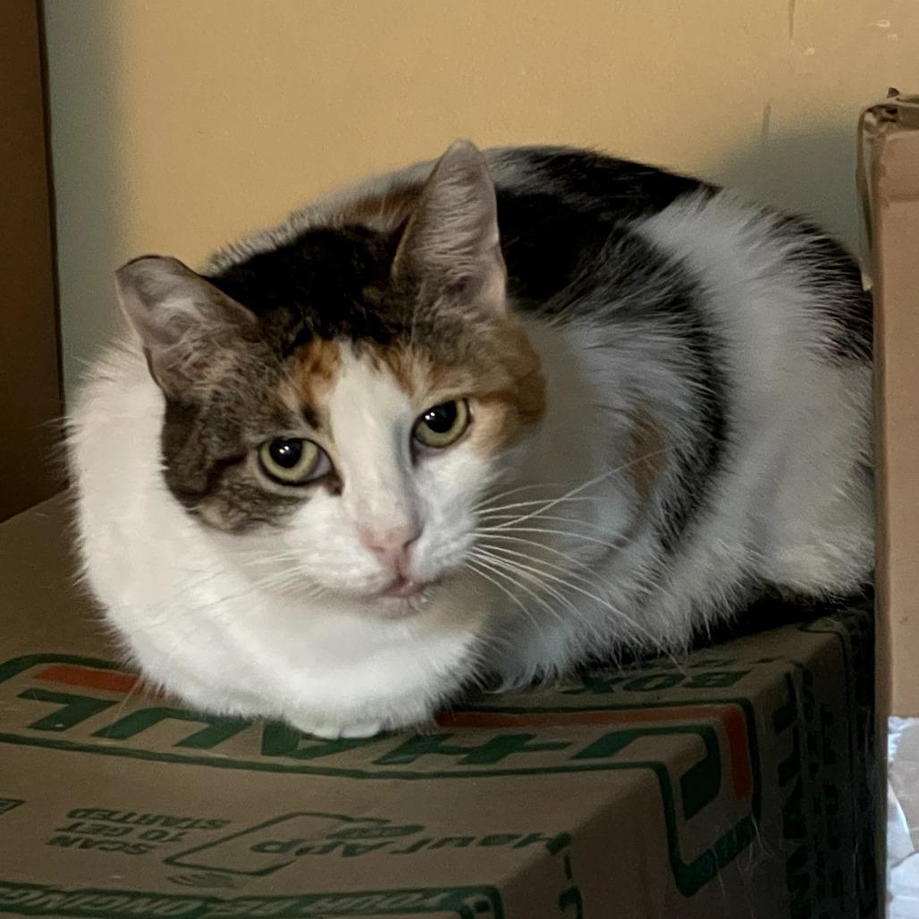 Buttercup (Bonnie), a Adoptable Domestic Short Hair in Long Beach, CA image 6/6