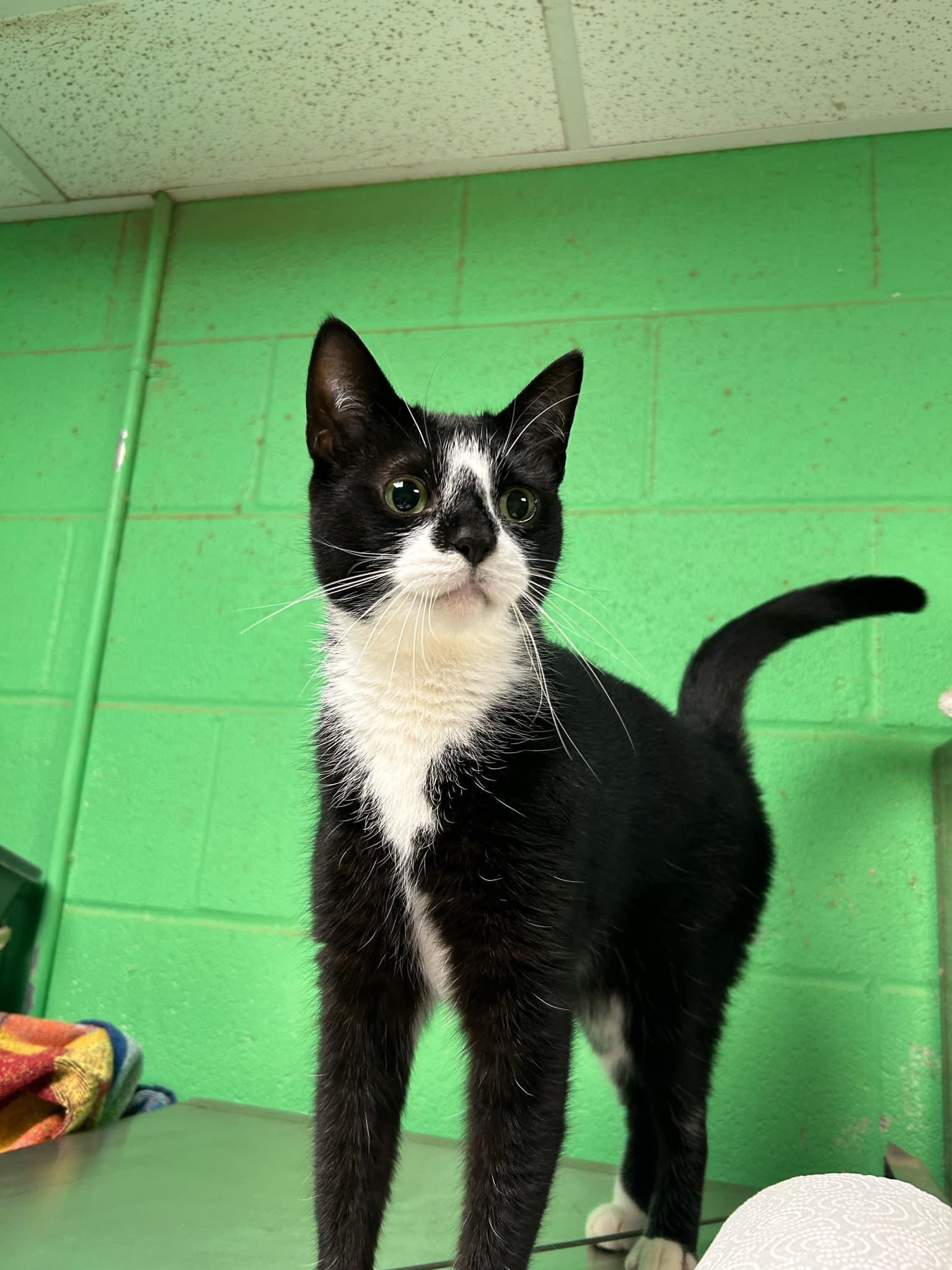Ranger, an adopted American Shorthair in Olean, NY_image-1