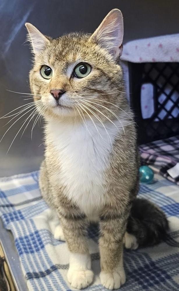 Louis, Adoptable, Adult Male Domestic Short Hair.
