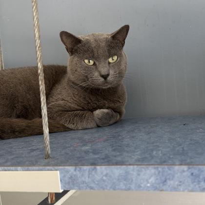 Enlarge Yoko, a Adoptable mixed breed in Farmers Branch, TX image 1/1