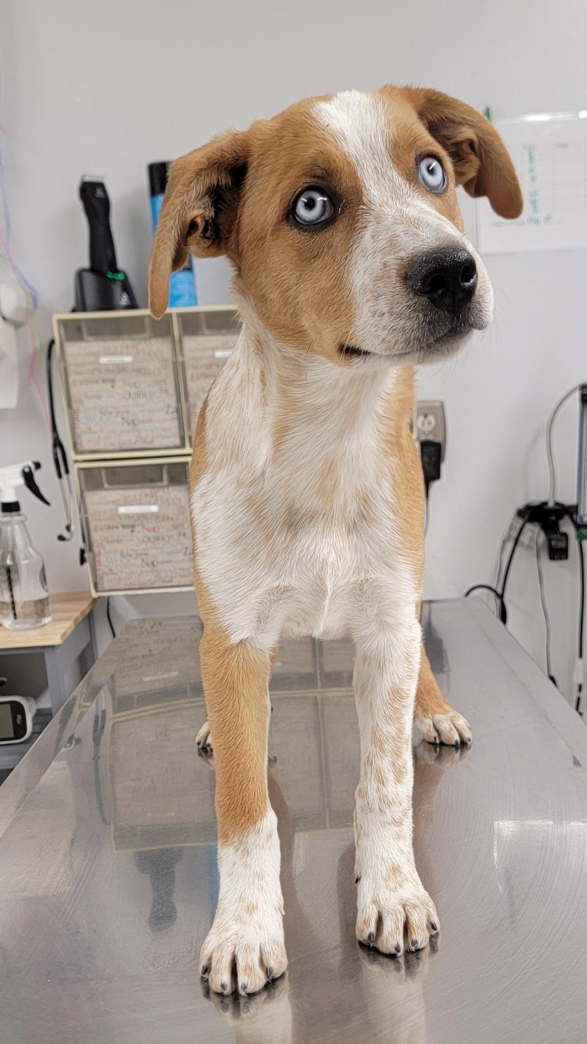Polenta, a ADOPTABLE mixed breed in Pueblo, CO image 2/2
