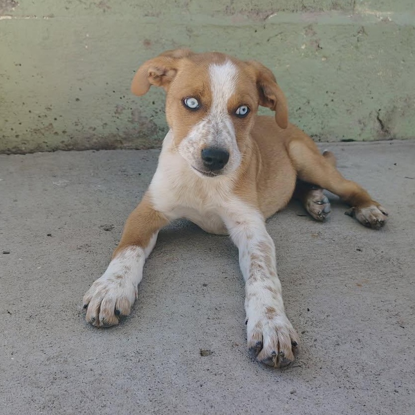 Polenta, ADOPTABLE, Young Male Australian Cattle Dog / Blue Heeler.