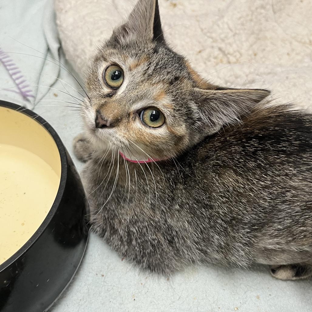 Enlarge Patch, a Adoptable Domestic Short Hair in Melrose, FL image 1/1