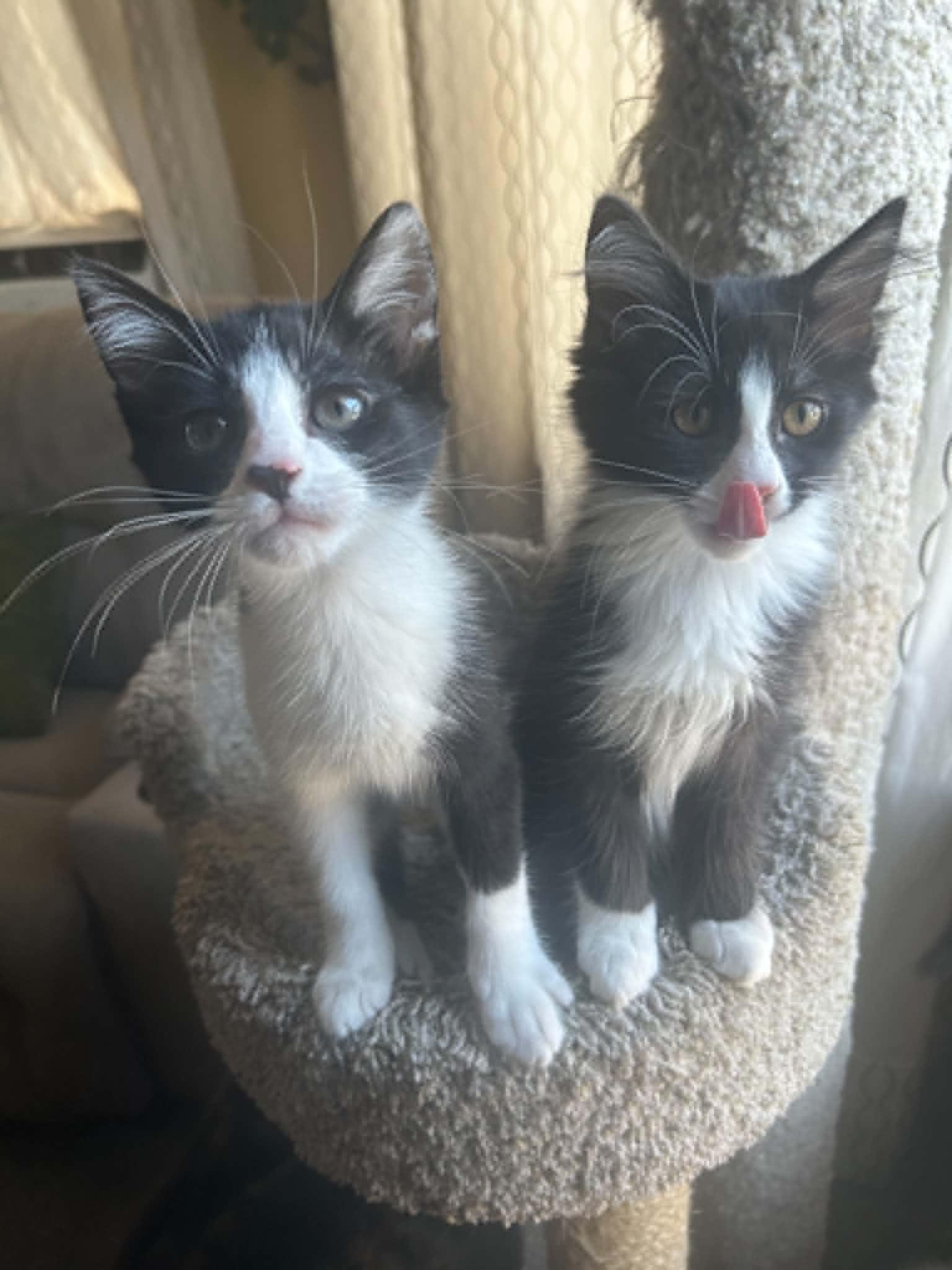 Cat-Nap (must adopt with Cat-Nip), Adoptable, Kitten Male Tuxedo.