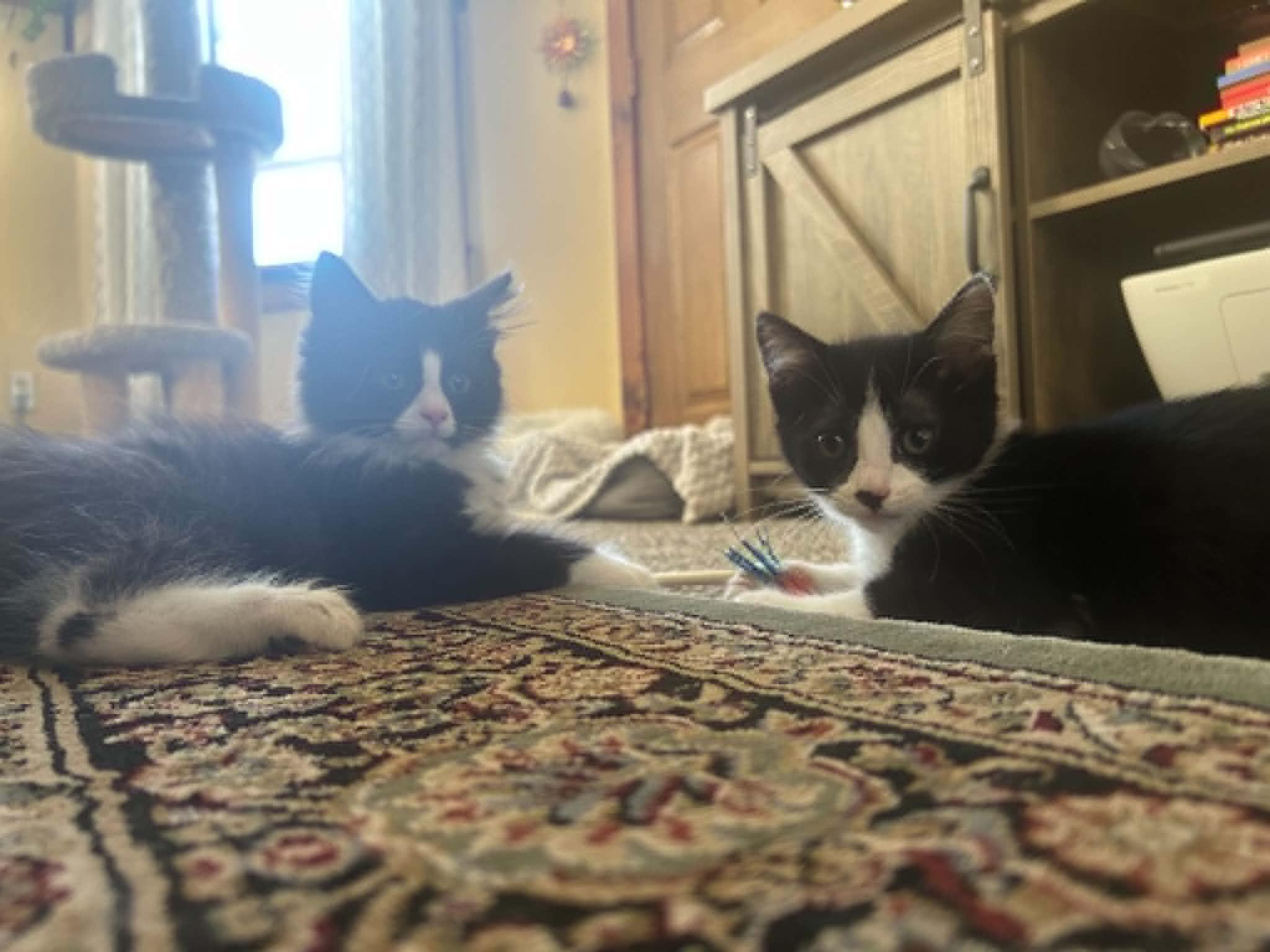Enlarge Cat-Nap (must adopt with Cat-Nip), a Adoptable Tuxedo in New Bedford, MA image 3/6