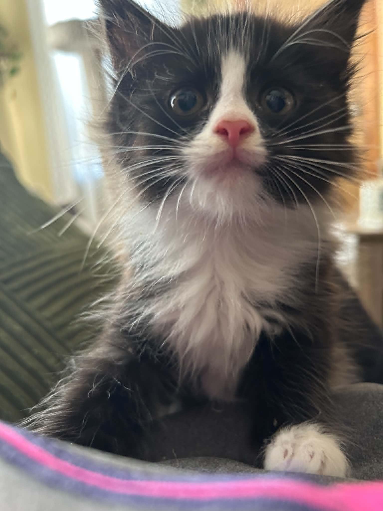 Enlarge Cat-Nap (must adopt with Cat-Nip), a Adoptable Tuxedo in New Bedford, MA image 4/6