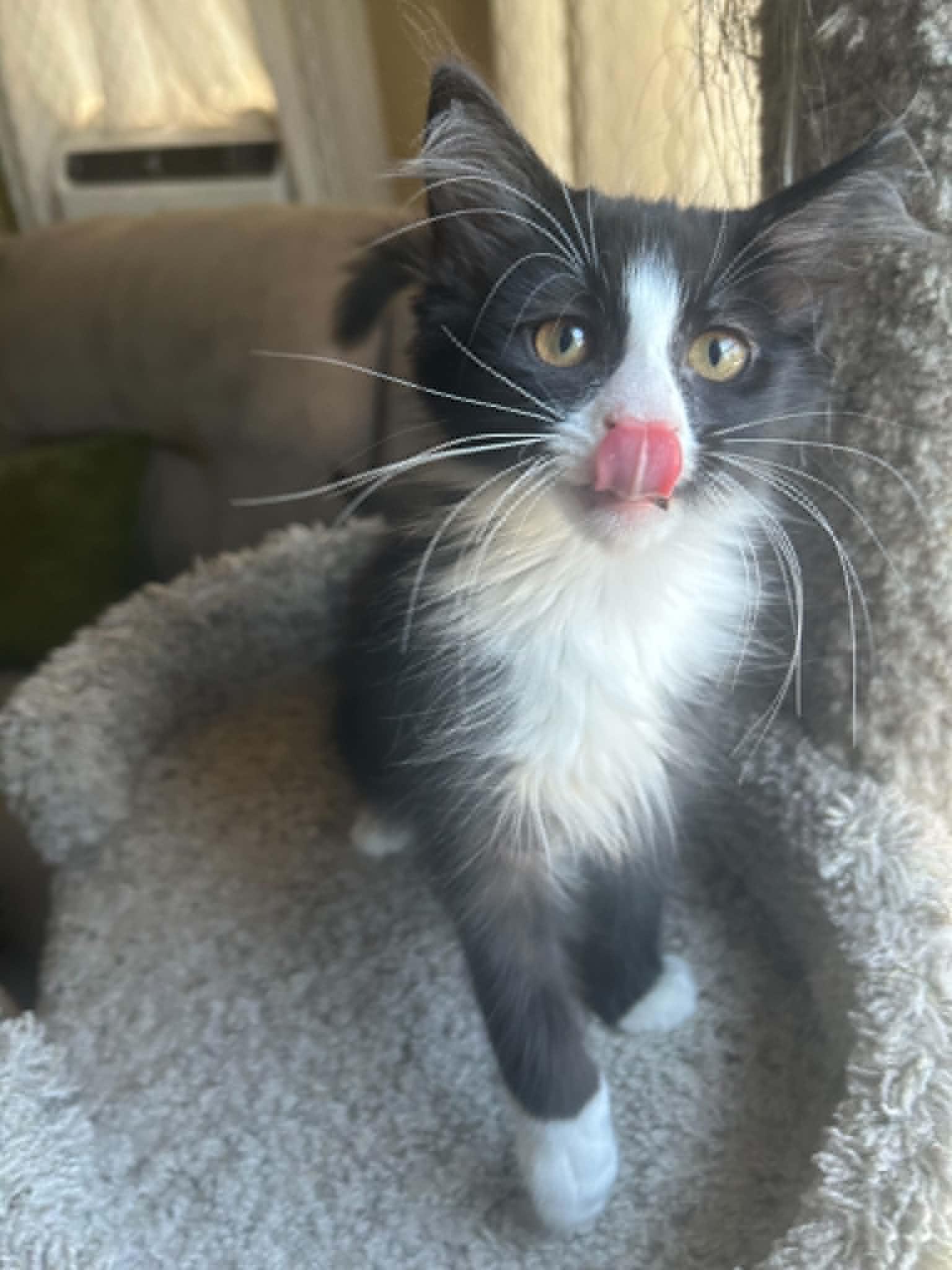 Enlarge Cat-Nap (must adopt with Cat-Nip), a Adoptable Tuxedo in New Bedford, MA image 5/6