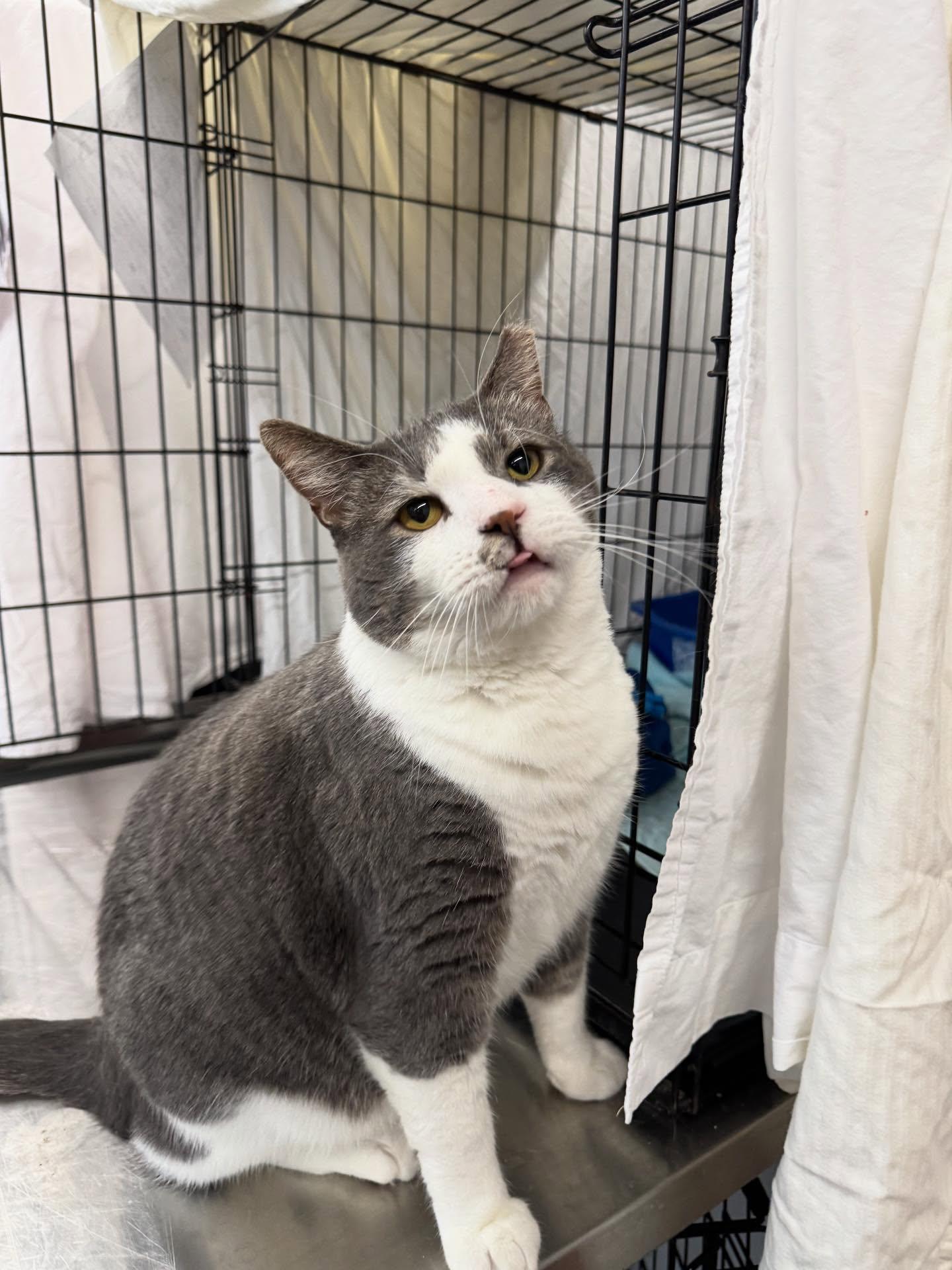 Smooch, a Adoptable Domestic Short Hair in Philadelphia, PA image 2/6