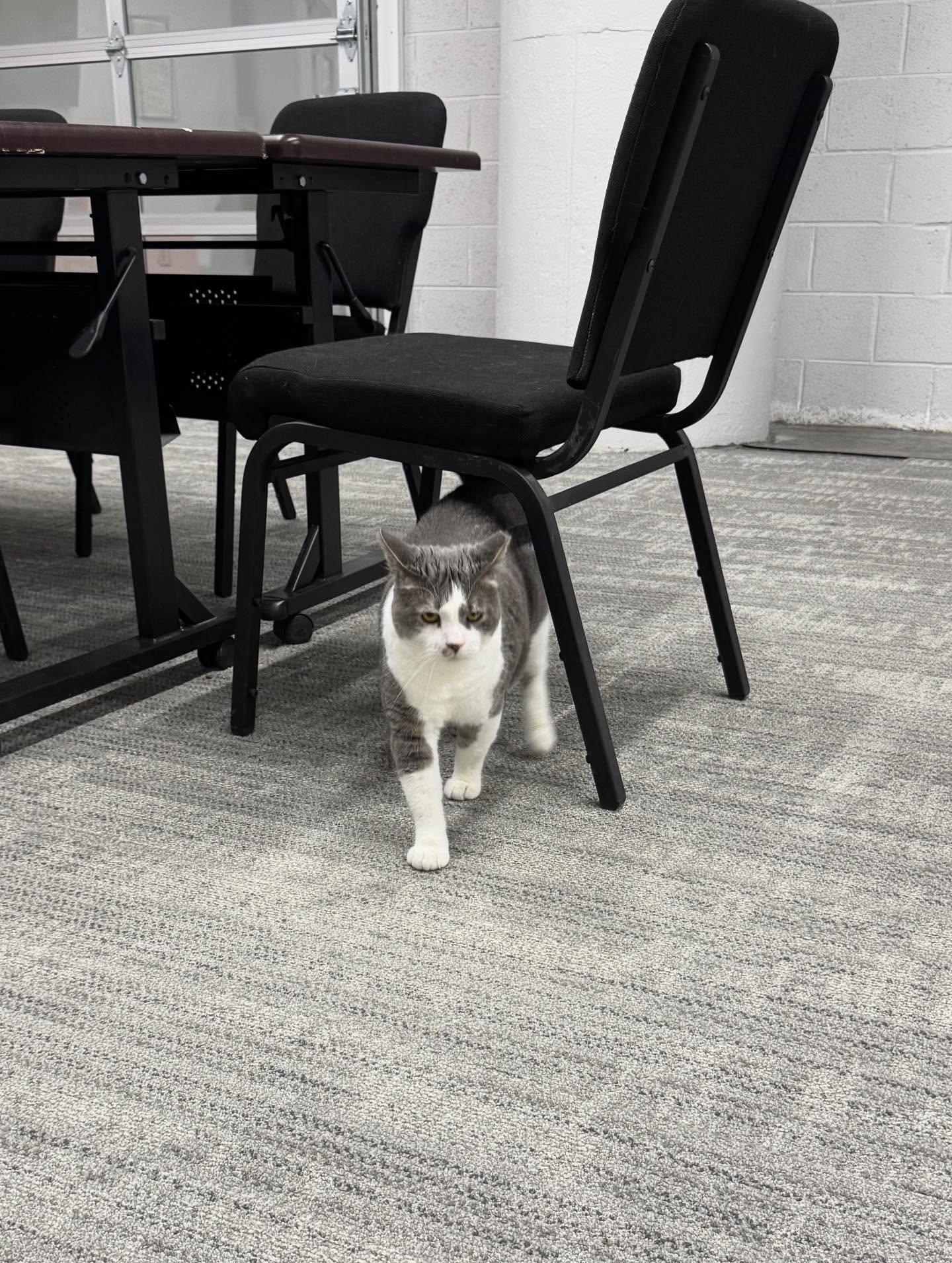 Smooch, a Adoptable Domestic Short Hair in Philadelphia, PA image 3/6