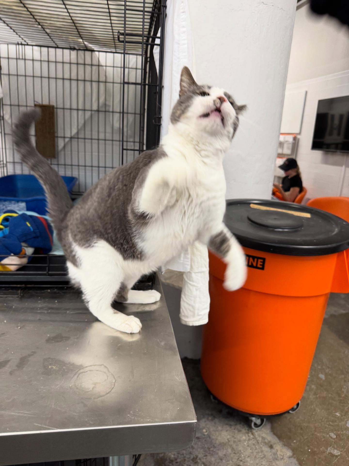 Smooch, a Adoptable Domestic Short Hair in Philadelphia, PA image 4/6