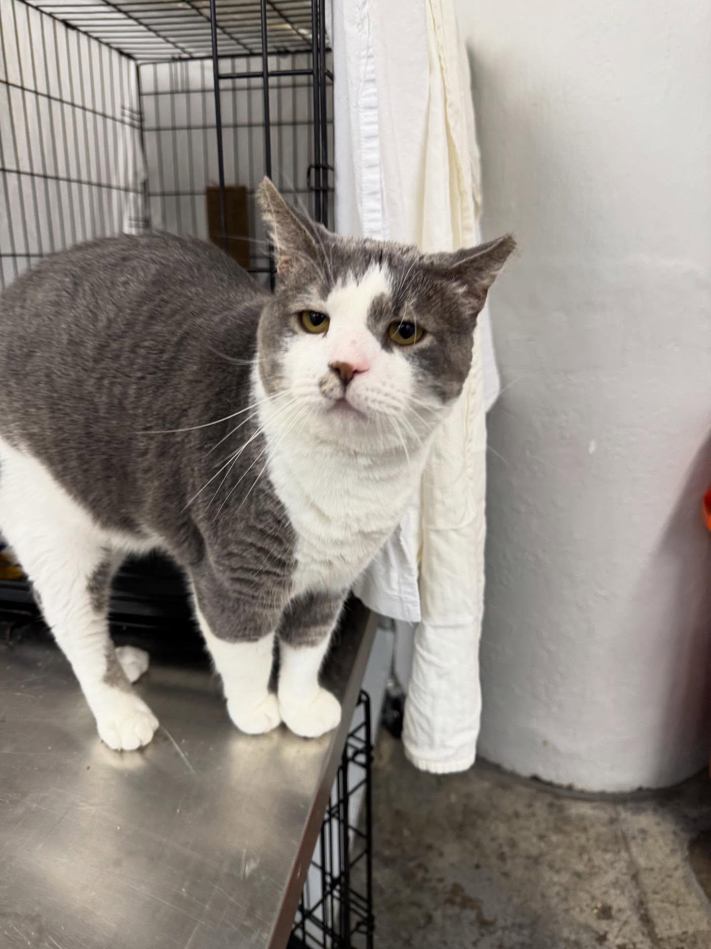 Smooch, a Adoptable Domestic Short Hair in Philadelphia, PA image 5/6