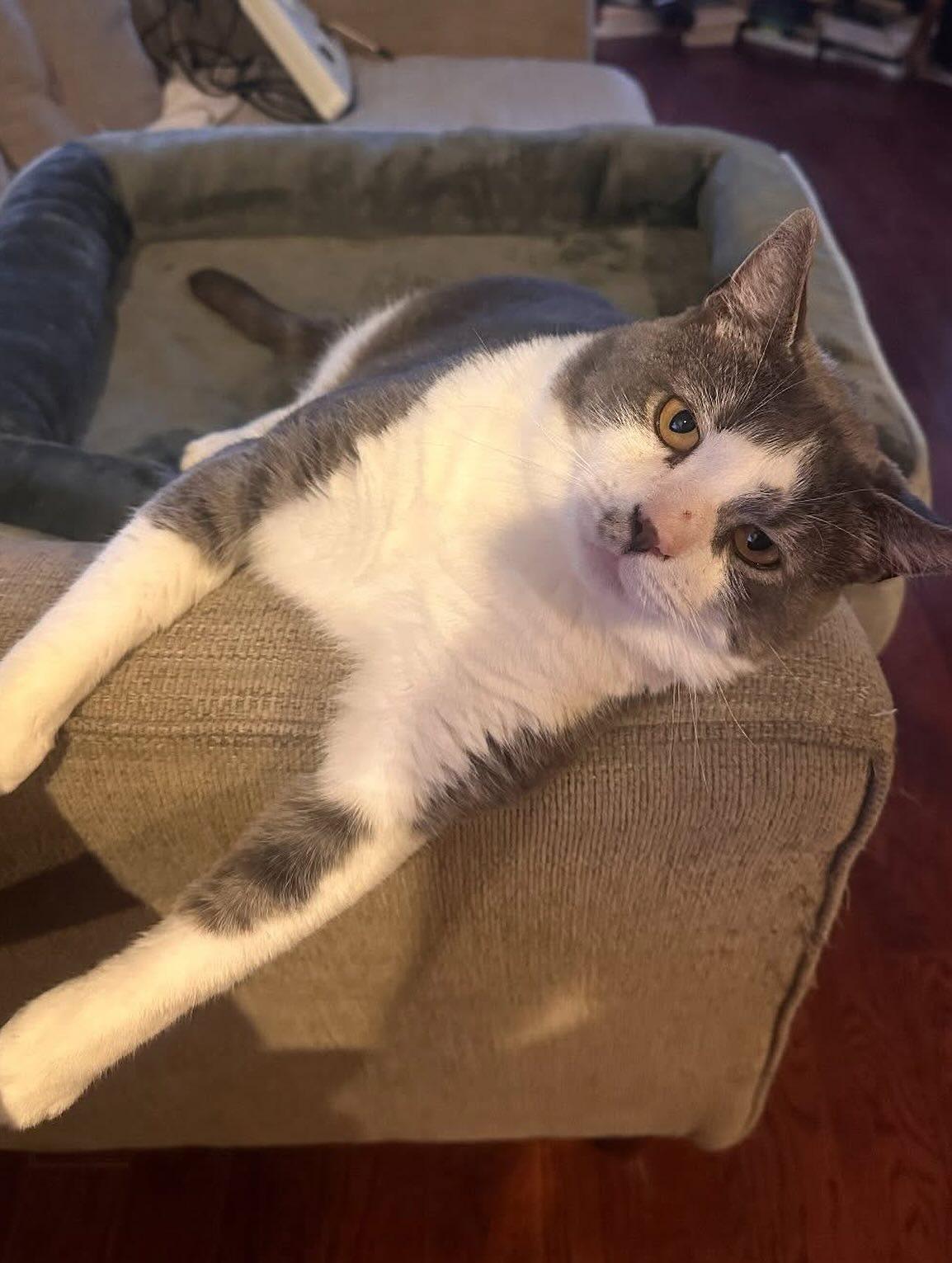 Smooch, a Adoptable Domestic Short Hair in Philadelphia, PA image 6/6