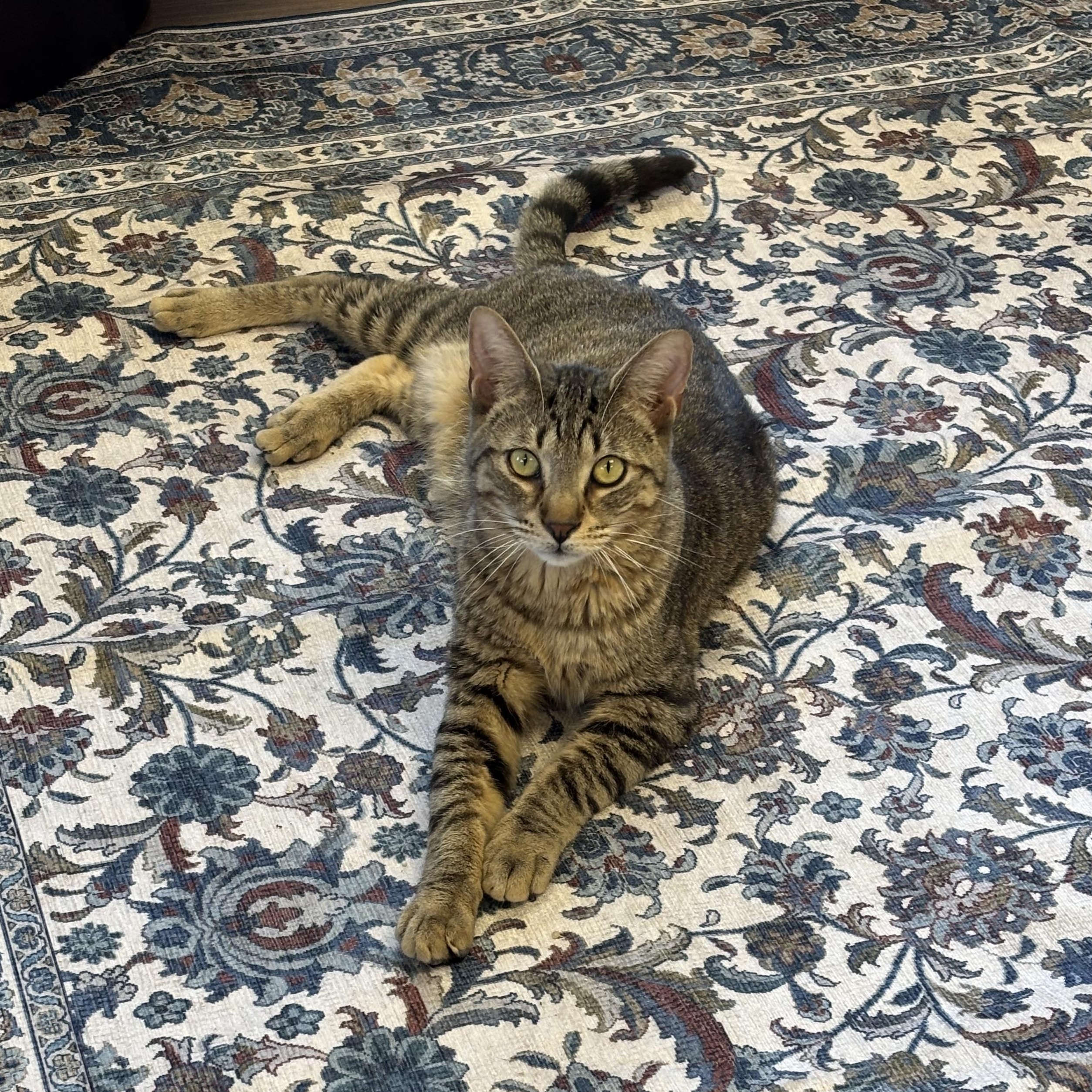 Jimmy Neutron, a ADOPTABLE Tabby in Grosse Ile, MI image 1/2