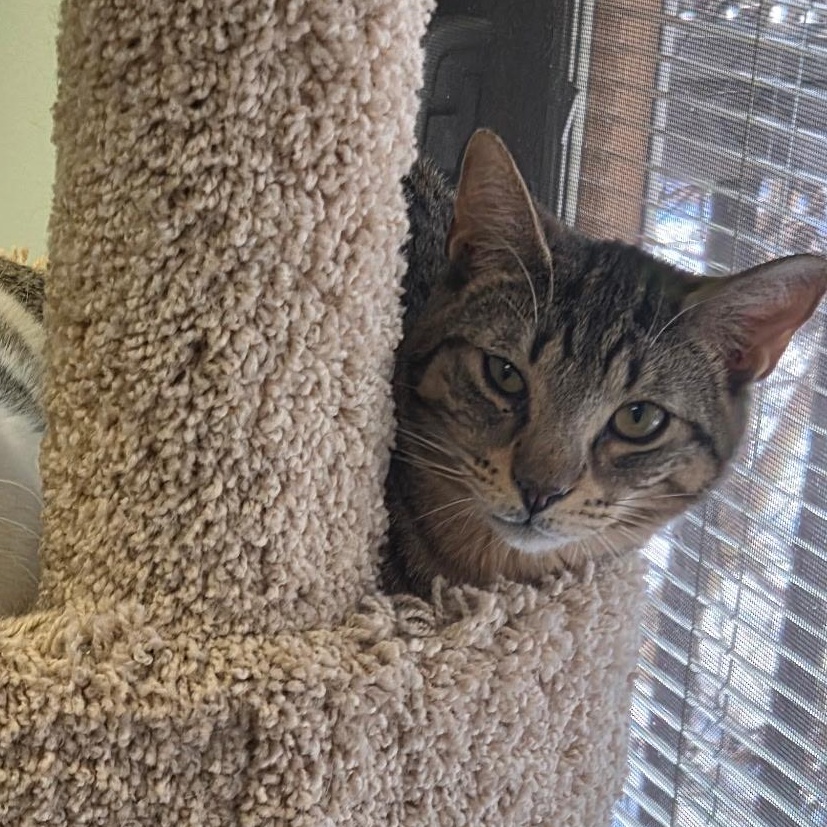 Jimmy Neutron, ADOPTABLE, Young Male Tabby.