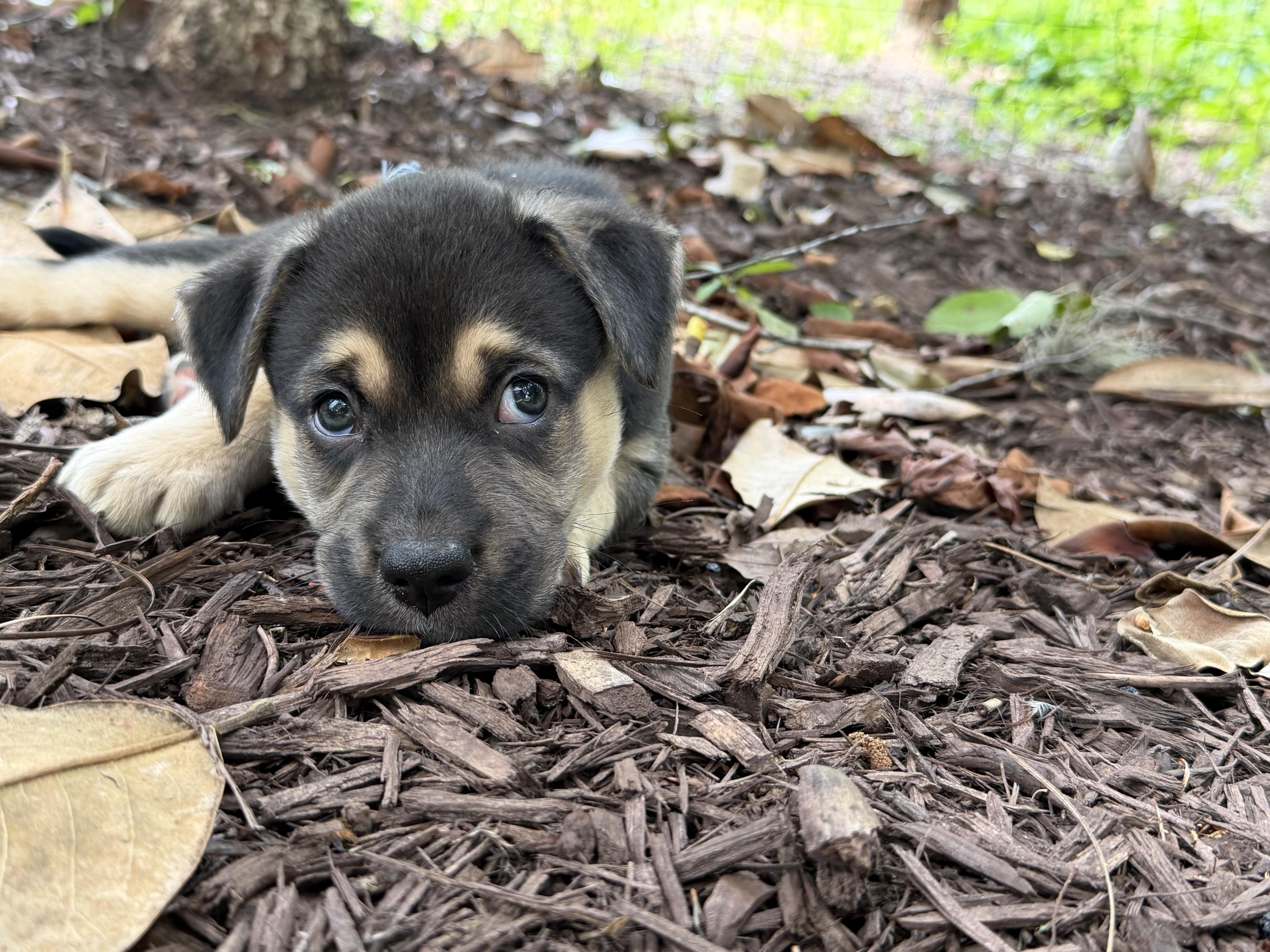 Enlarge Jager, a ADOPTABLE mixed breed in Denver, NC image 5/6