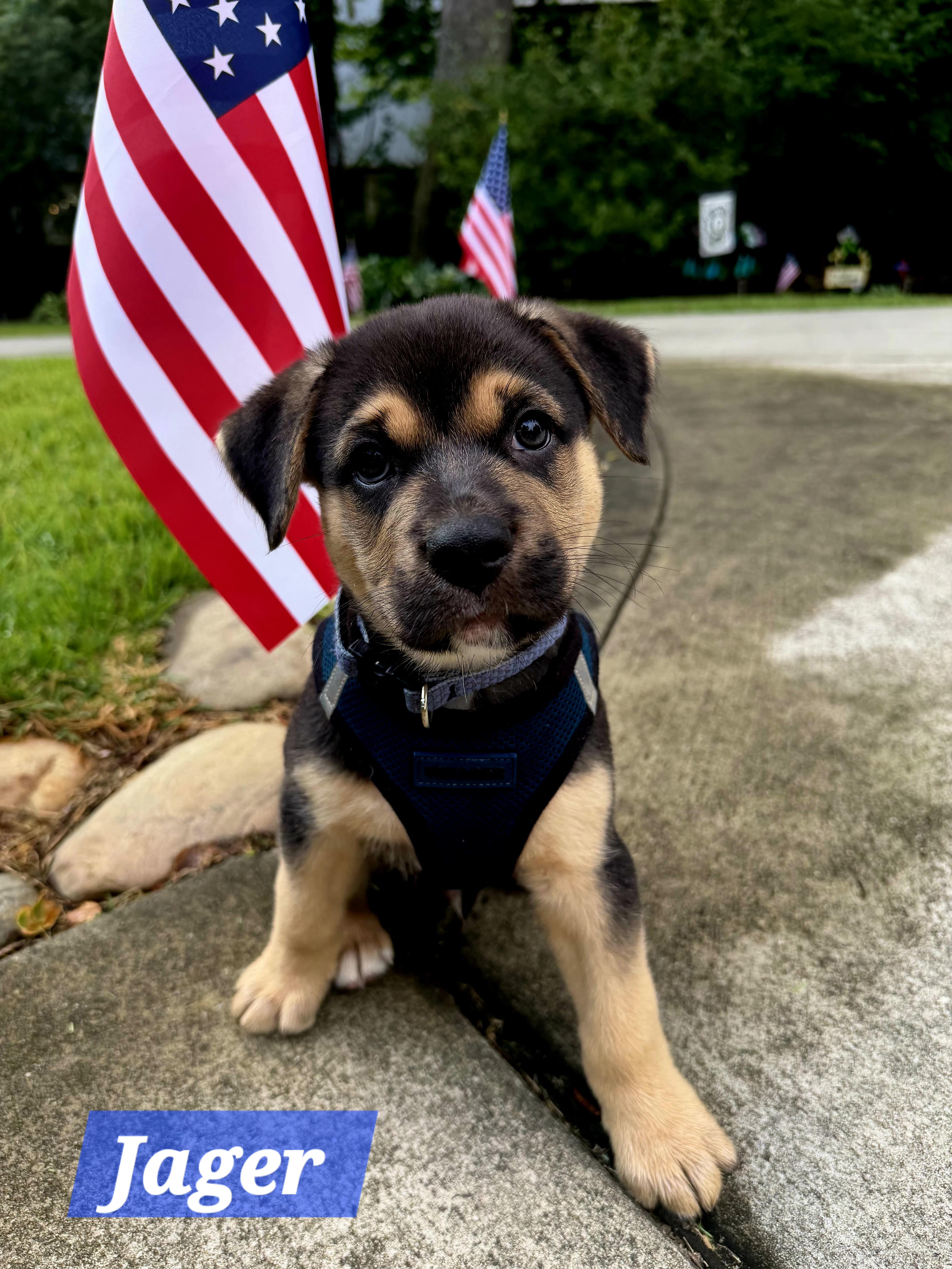 Jager, ADOPTABLE, Puppy Male German Shepherd Dog.