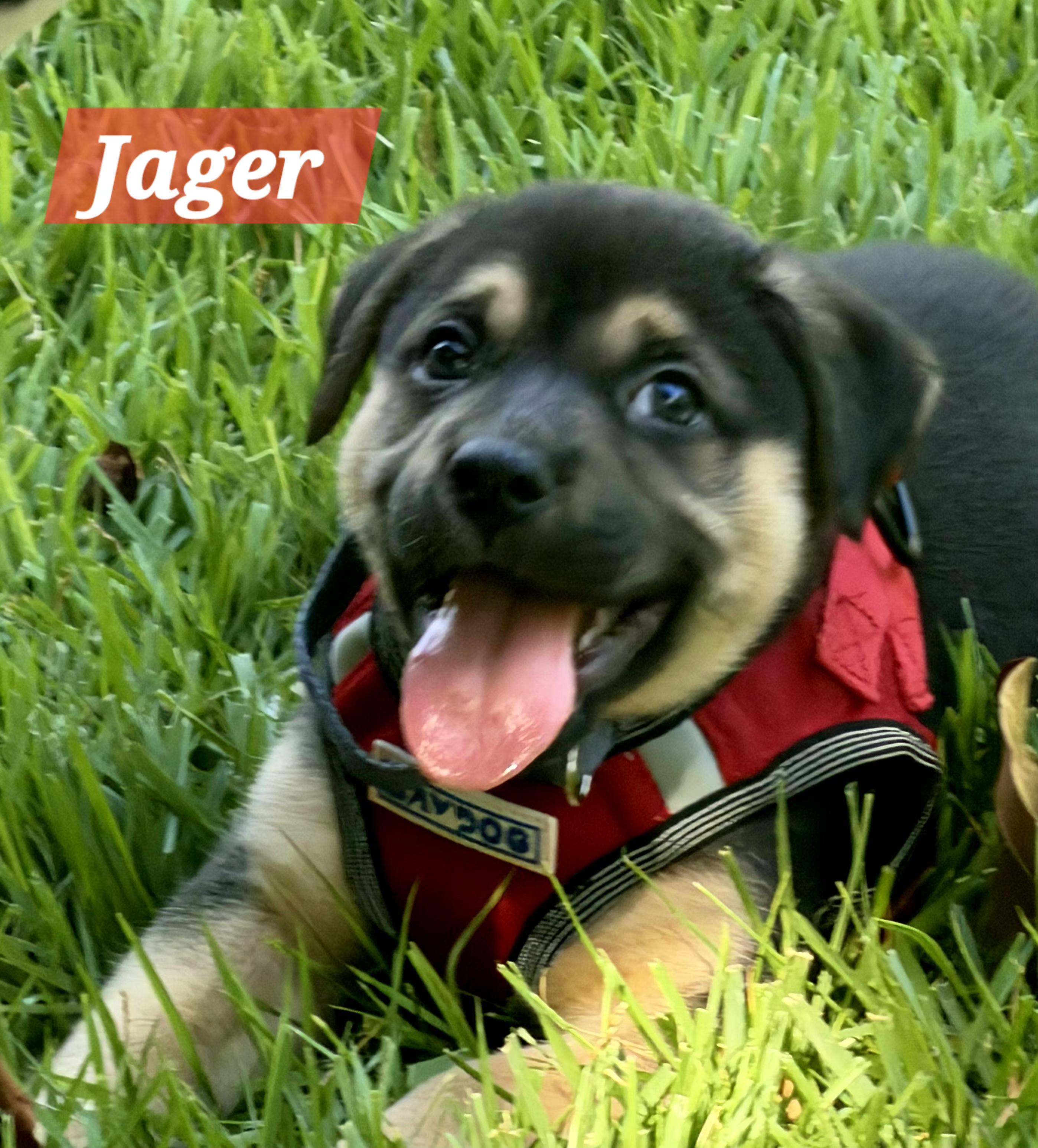Enlarge Jager, a ADOPTABLE mixed breed in Denver, NC image 3/6