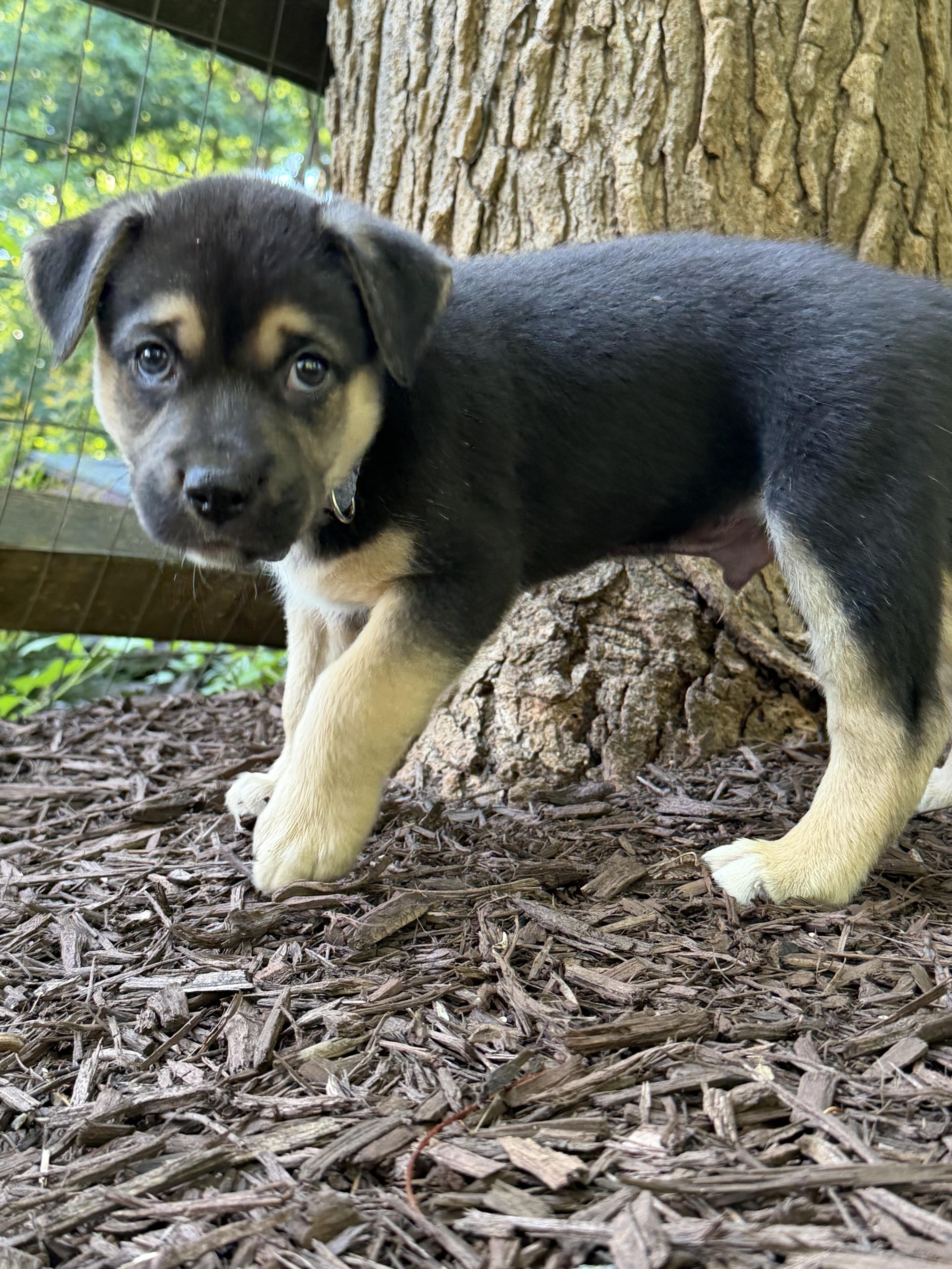 Enlarge Jager, a ADOPTABLE mixed breed in Denver, NC image 6/6