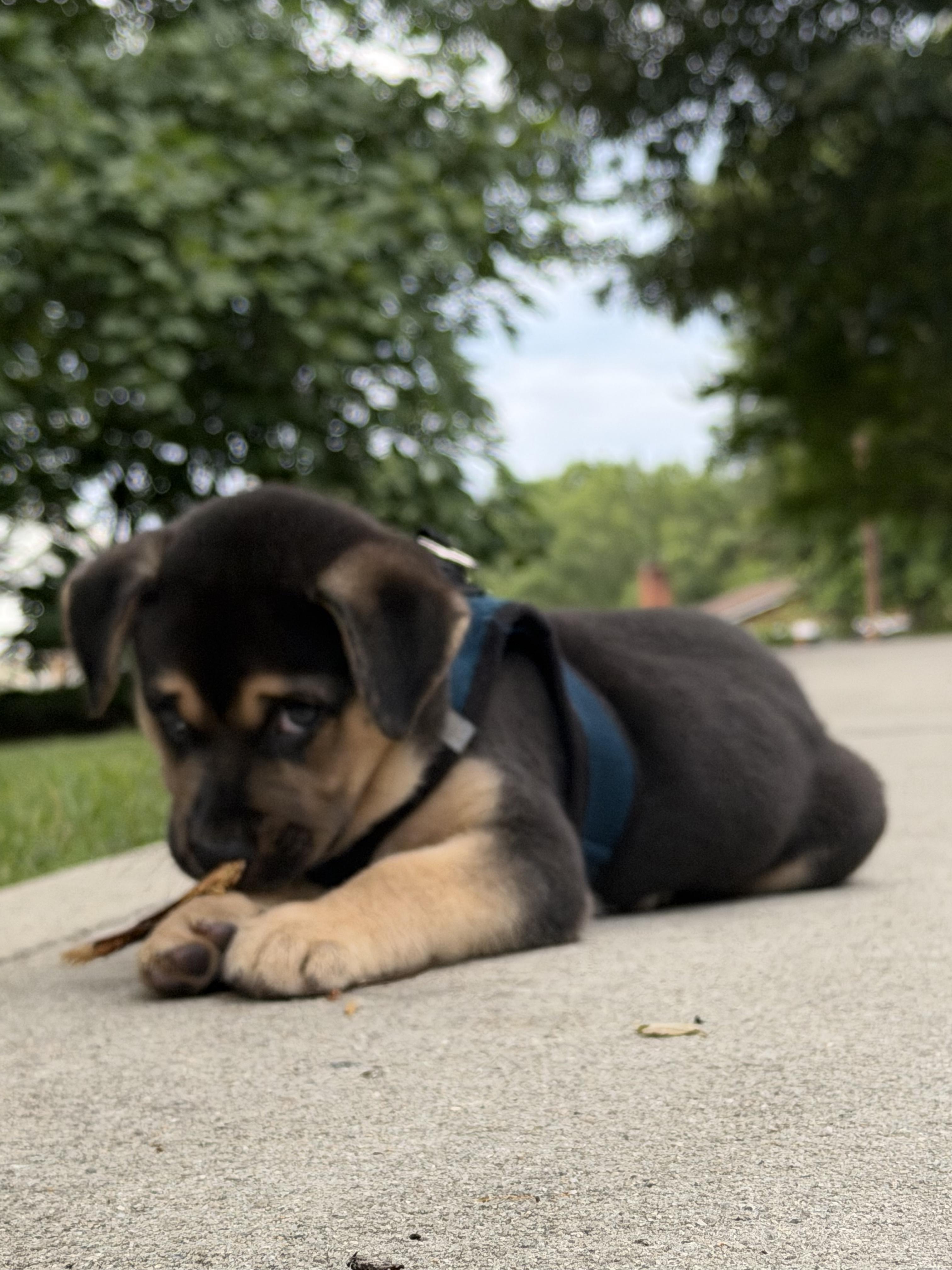 Enlarge Jager, a ADOPTABLE mixed breed in Denver, NC image 2/6