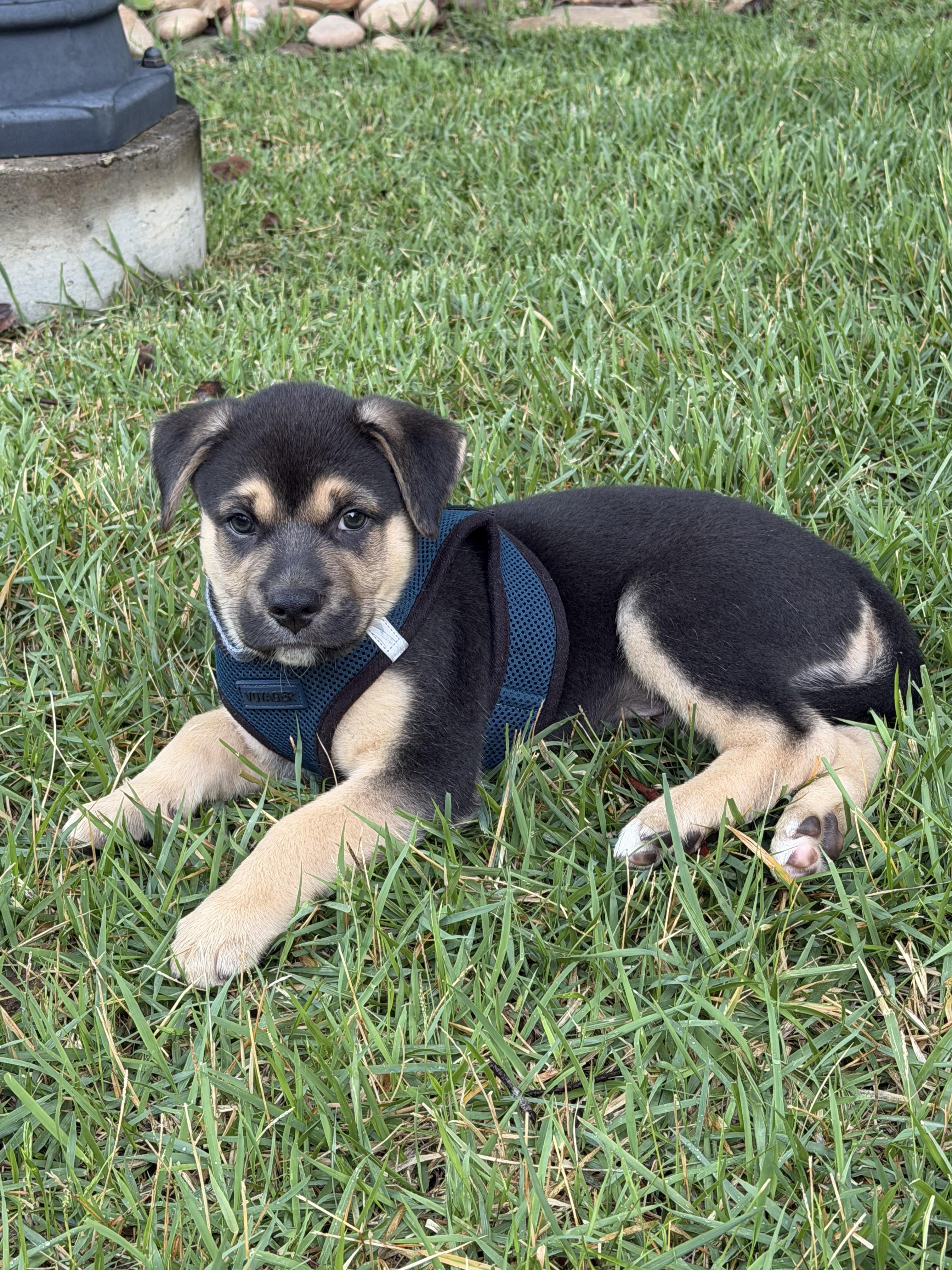 Enlarge Jager, a ADOPTABLE mixed breed in Denver, NC image 4/6