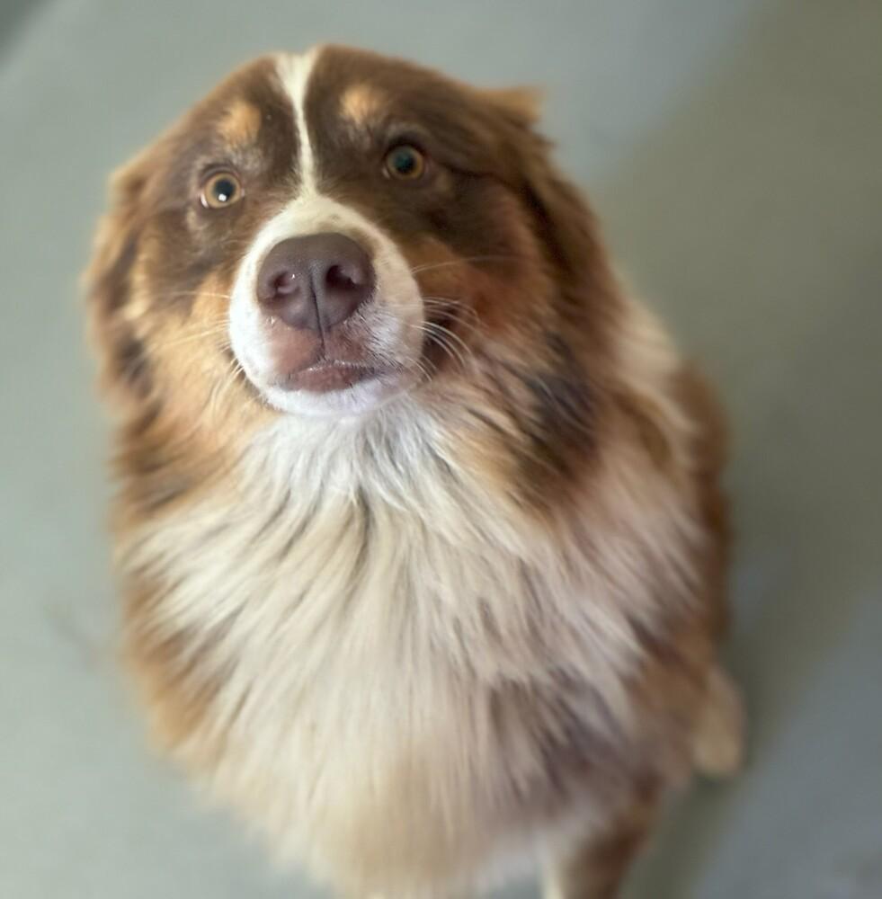 Enlarge George #5298, a Adoptable Australian Shepherd in Redwood Estates, CA image 2/4