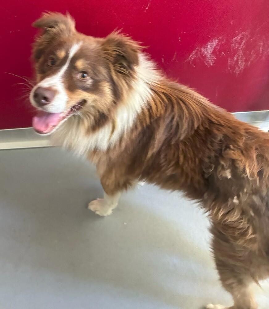 Enlarge George #5298, a Adoptable Australian Shepherd in Redwood Estates, CA image 3/4