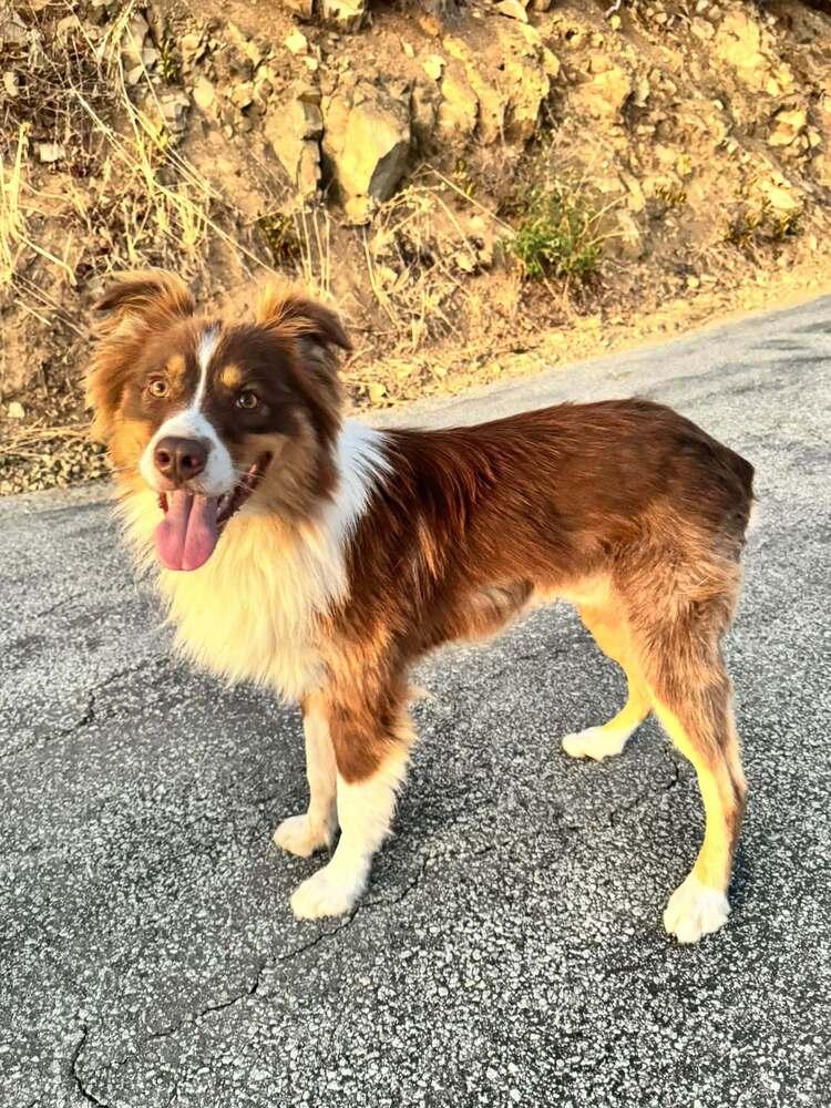 Enlarge George #5298, a Adoptable Australian Shepherd in Redwood Estates, CA image 4/4