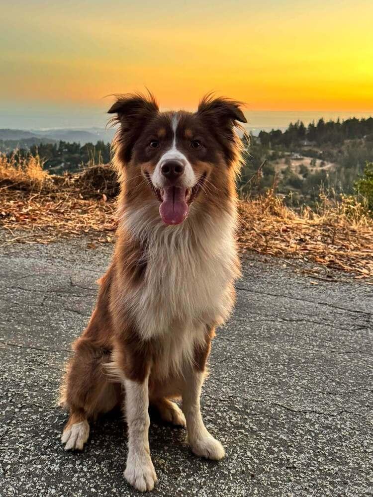 Enlarge George #5298, a Adoptable Australian Shepherd in Redwood Estates, CA image 1/4