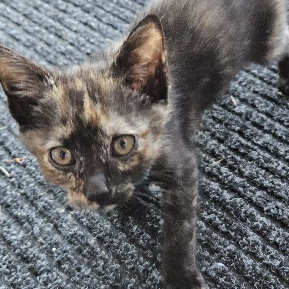 Evie, Adopted, Kitten Female Tortoiseshell.