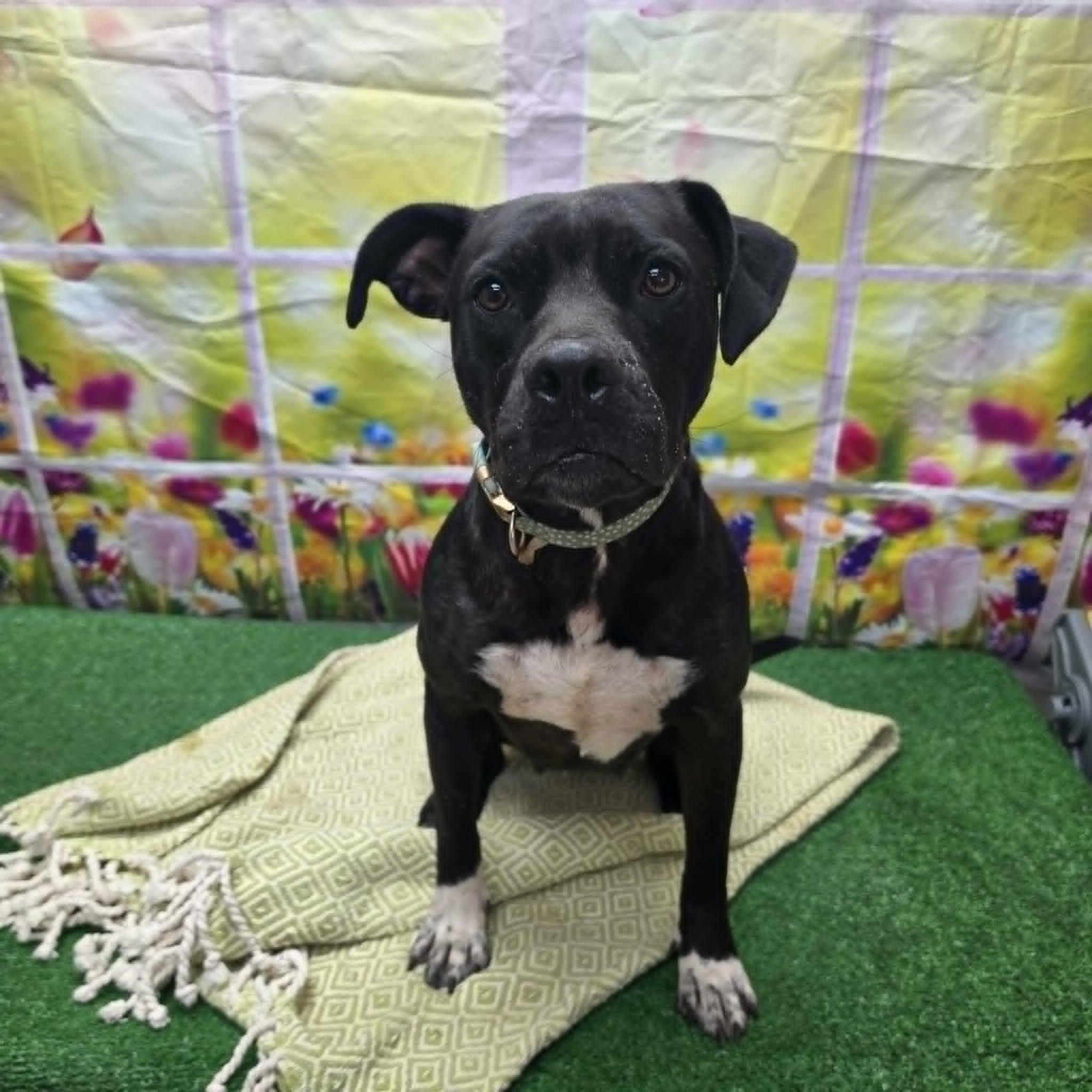 Thornberry, a ADOPTABLE mixed breed in Statesboro, GA image 6/6