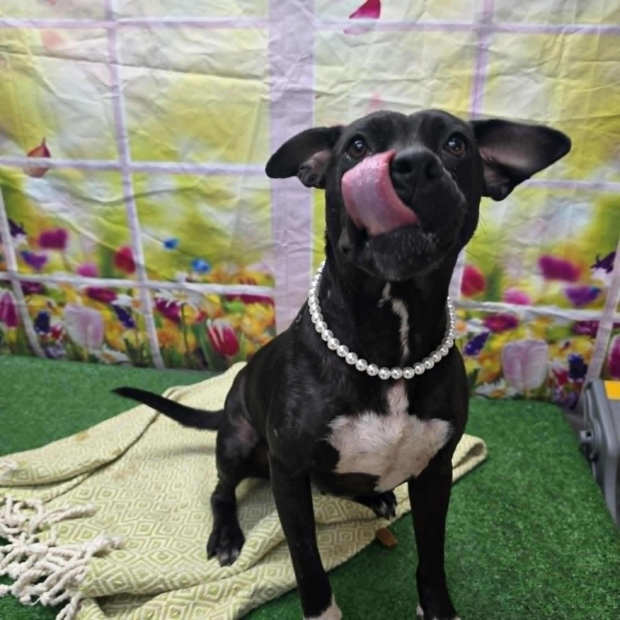 Thornberry, a ADOPTABLE mixed breed in Statesboro, GA image 4/6