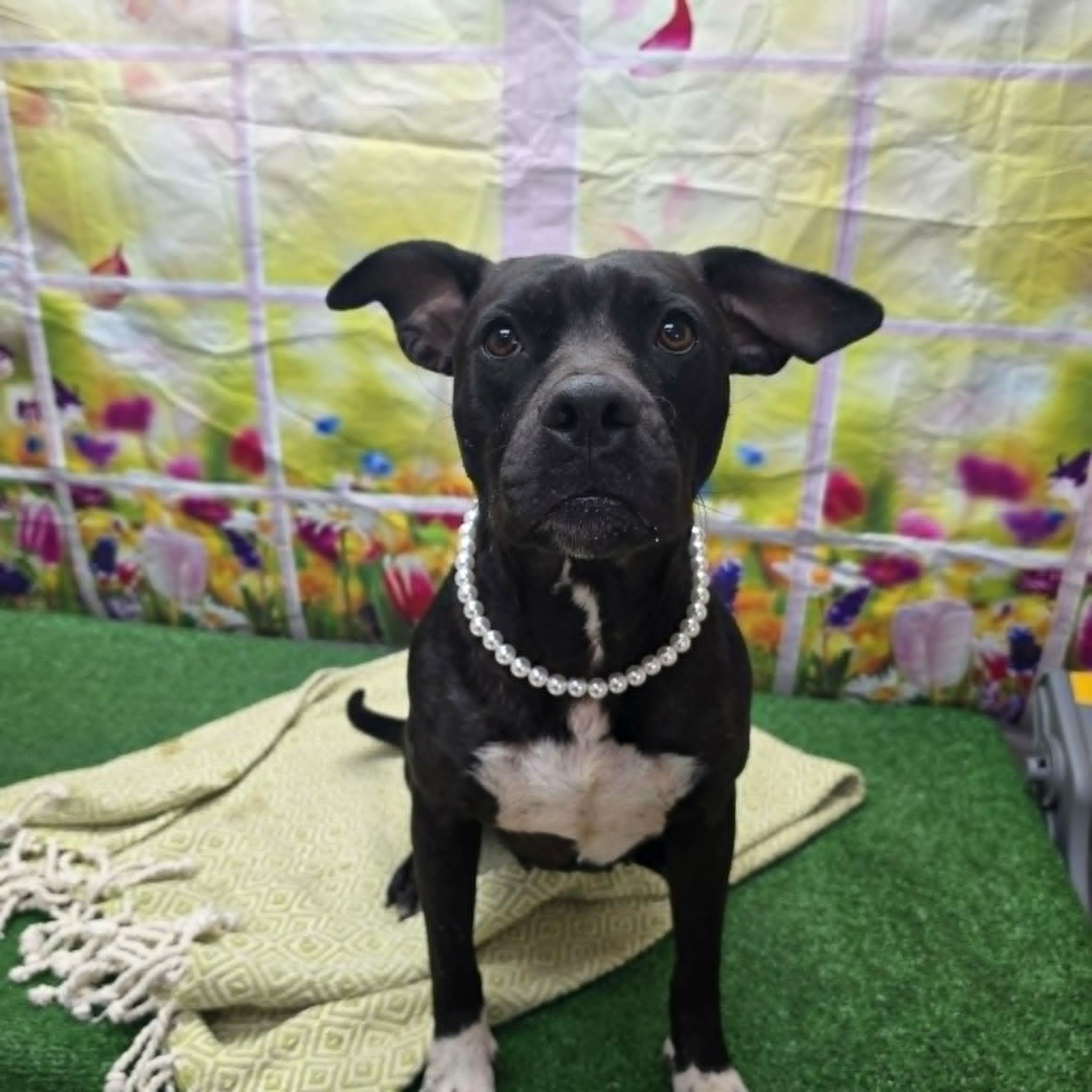 Thornberry, a ADOPTABLE mixed breed in Statesboro, GA image 1/6