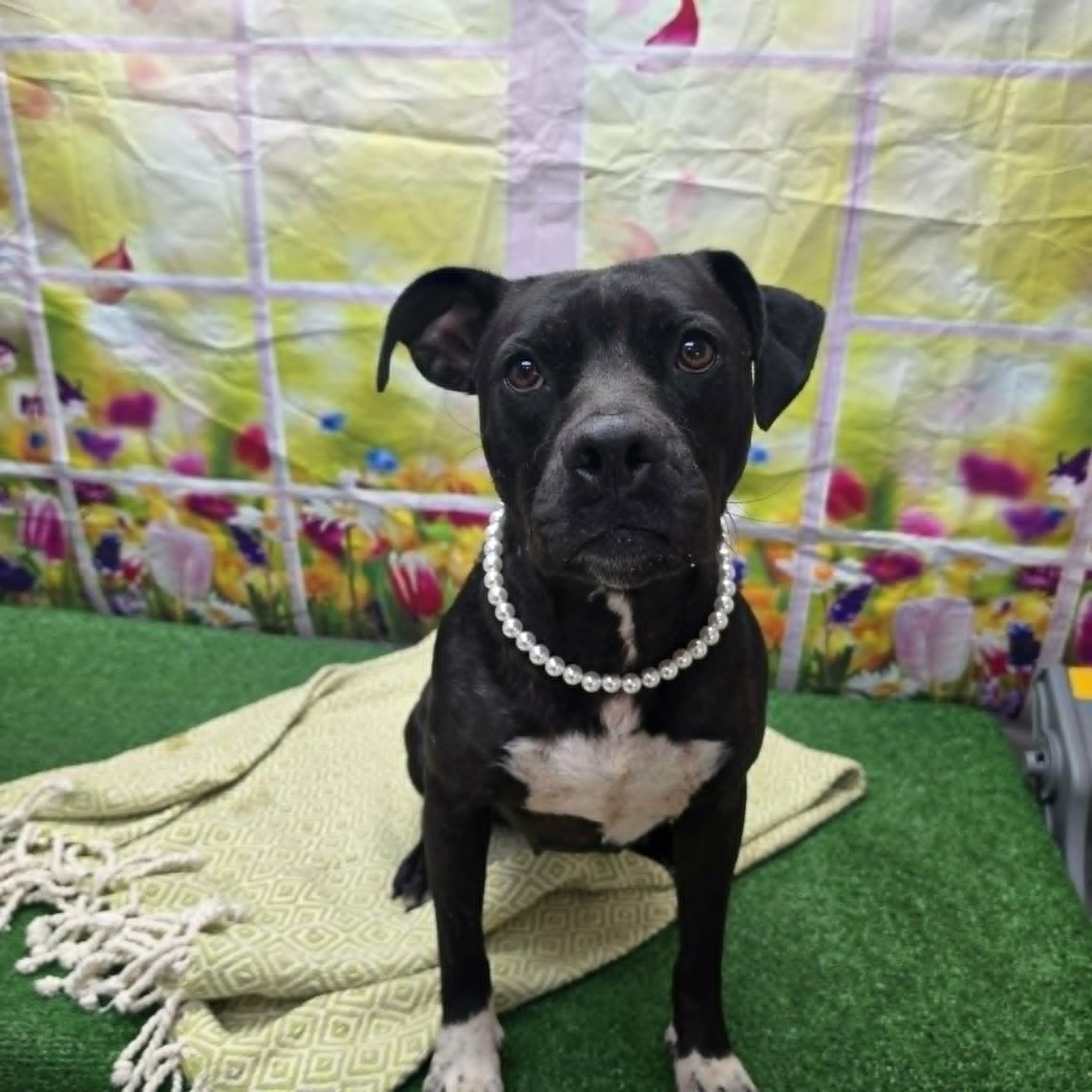 Thornberry, a ADOPTABLE mixed breed in Statesboro, GA image 3/6