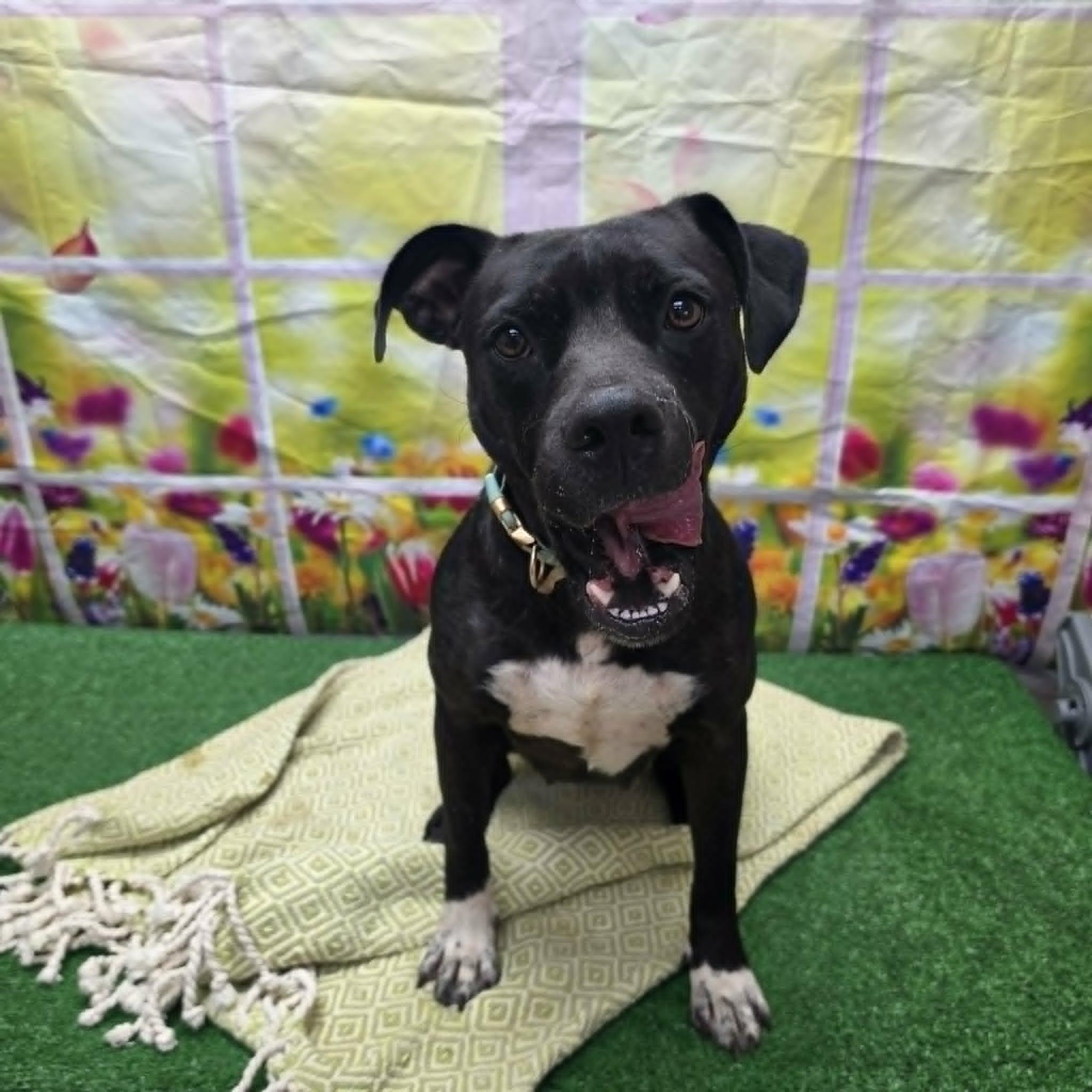 Thornberry, a ADOPTABLE mixed breed in Statesboro, GA image 2/6