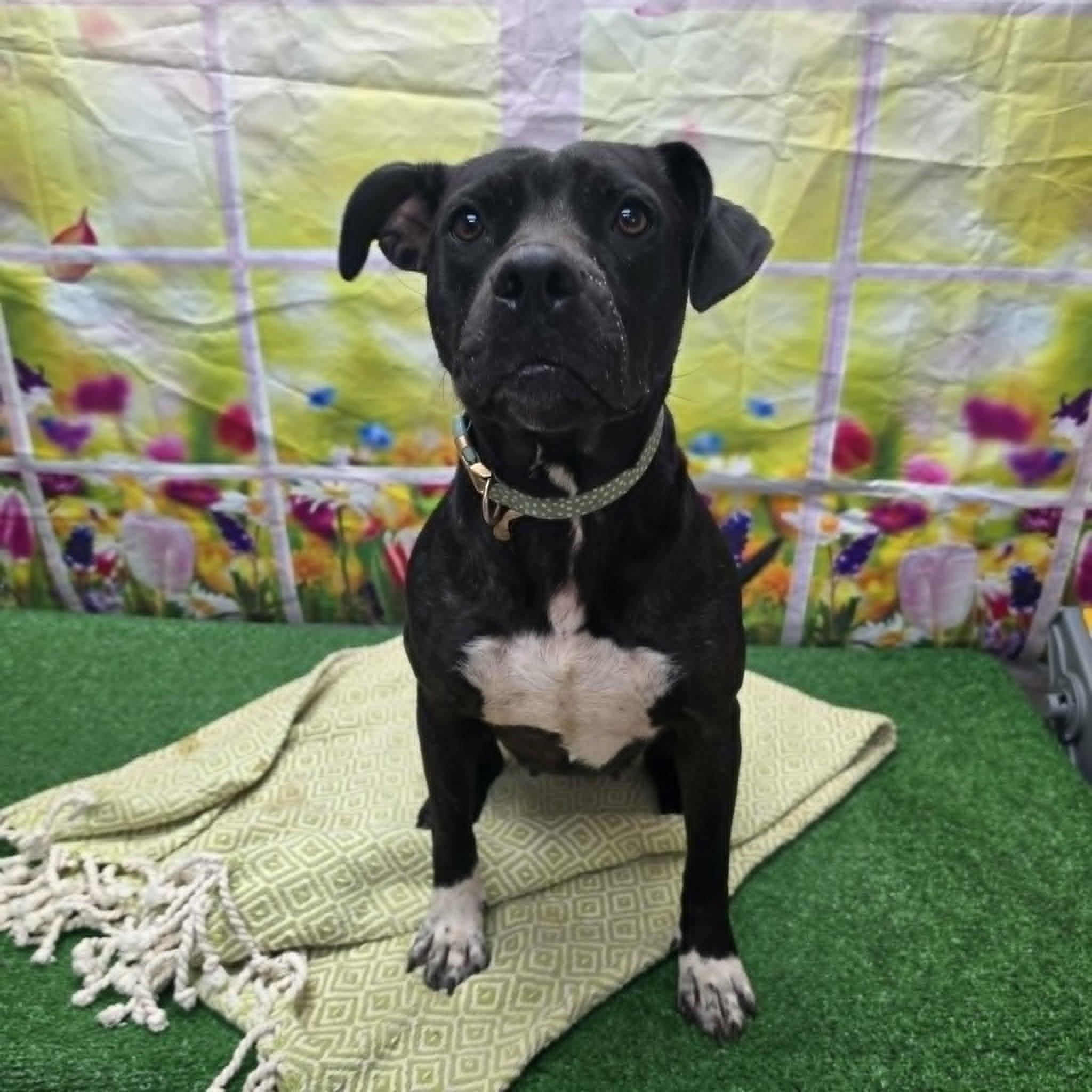 Thornberry, a ADOPTABLE mixed breed in Statesboro, GA image 5/6