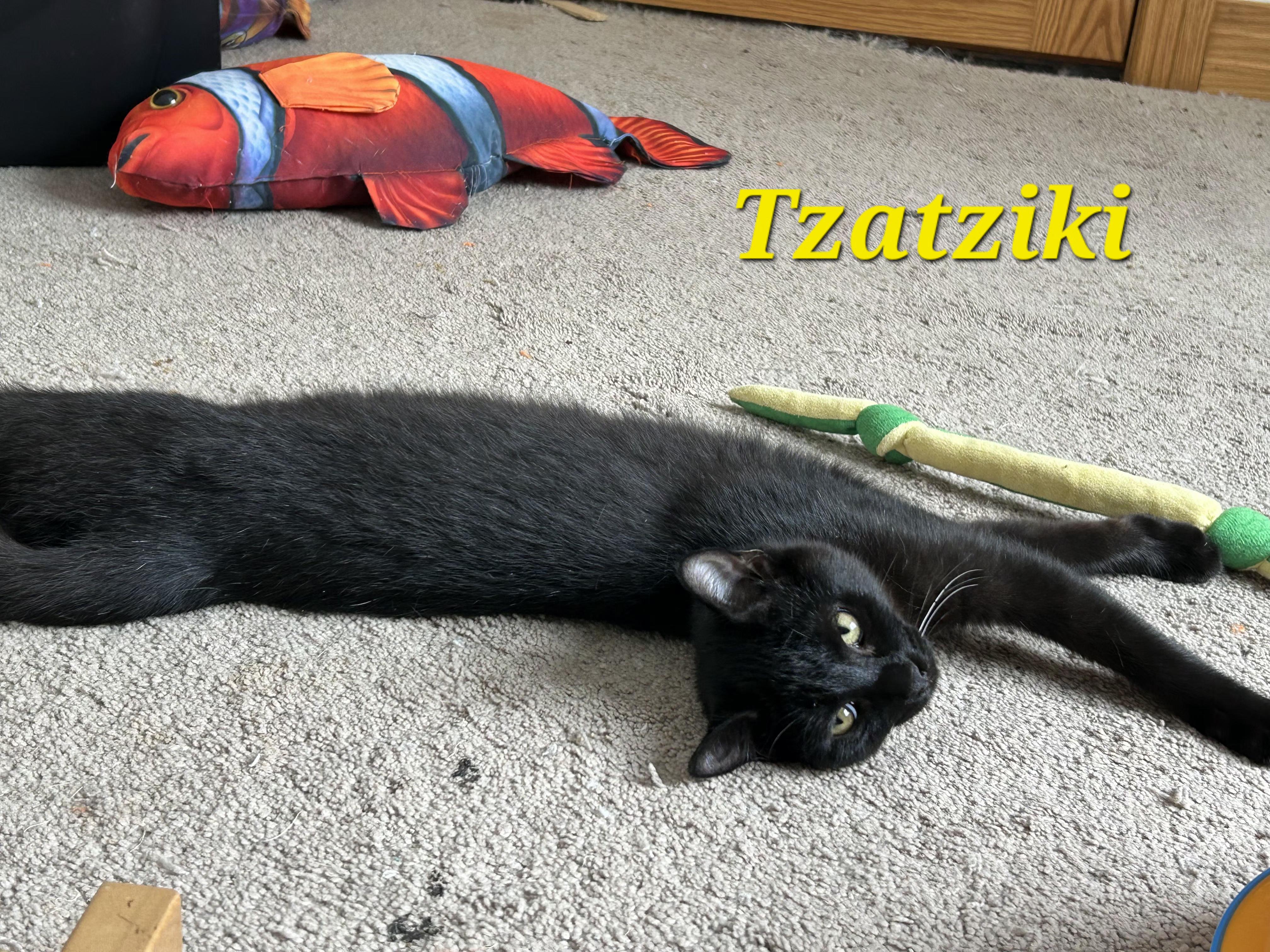 Enlarge Tzatziki and Falafel, a ADOPTABLE Domestic Short Hair in Brighton, MI image 3/6