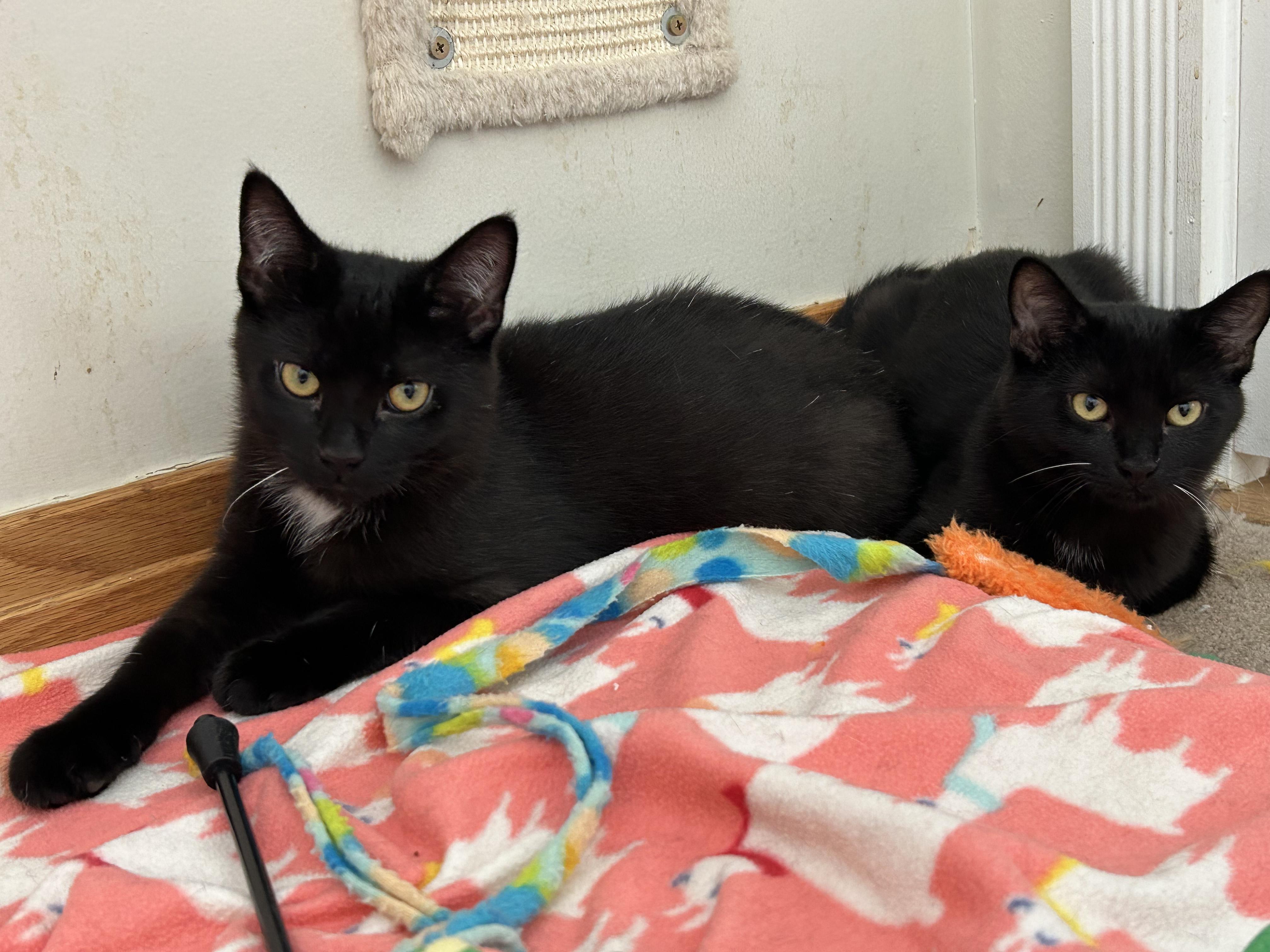 Enlarge Tzatziki and Falafel, a ADOPTABLE Domestic Short Hair in Brighton, MI image 5/6
