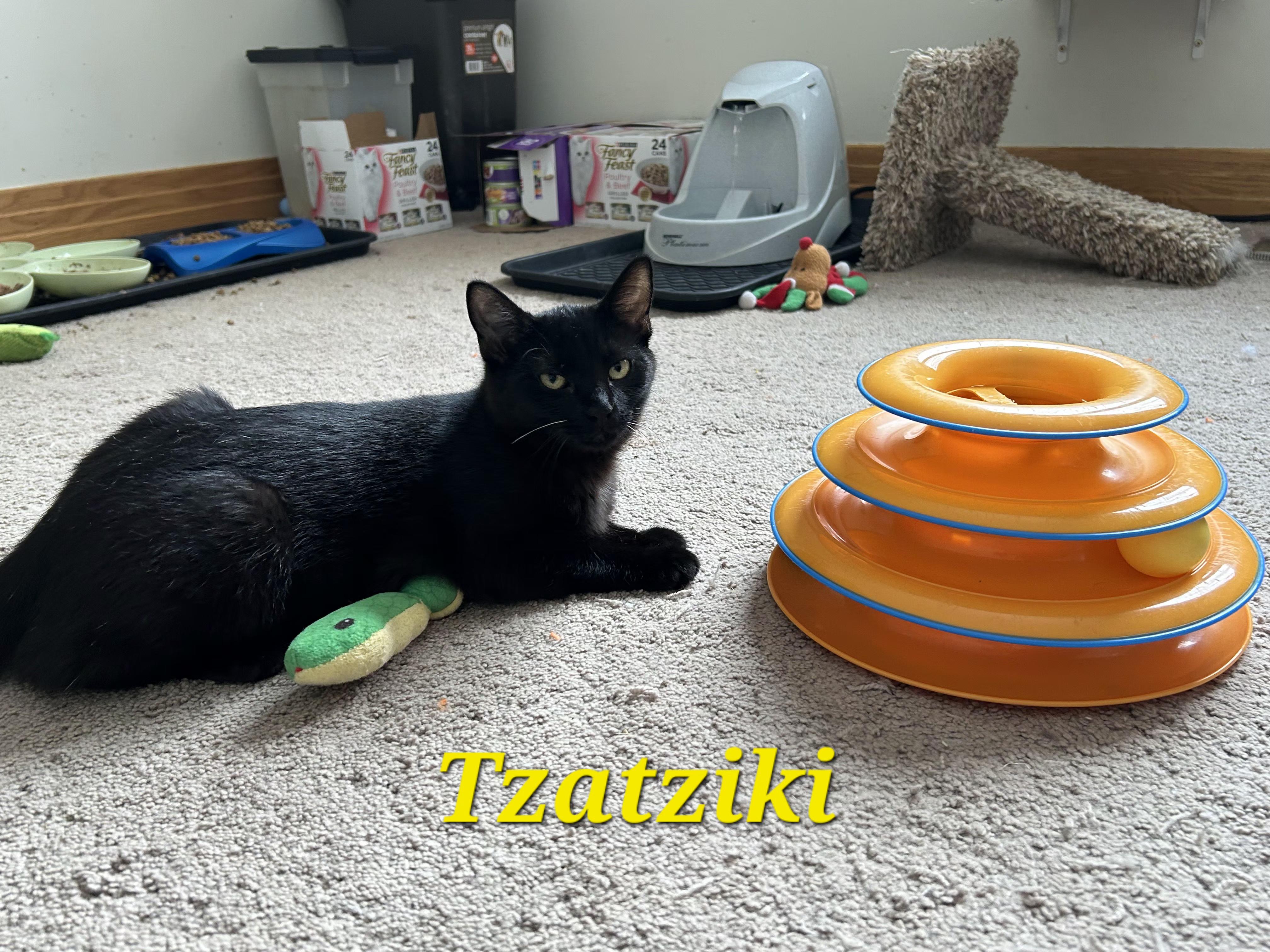 Enlarge Tzatziki and Falafel, a ADOPTABLE Domestic Short Hair in Brighton, MI image 4/6