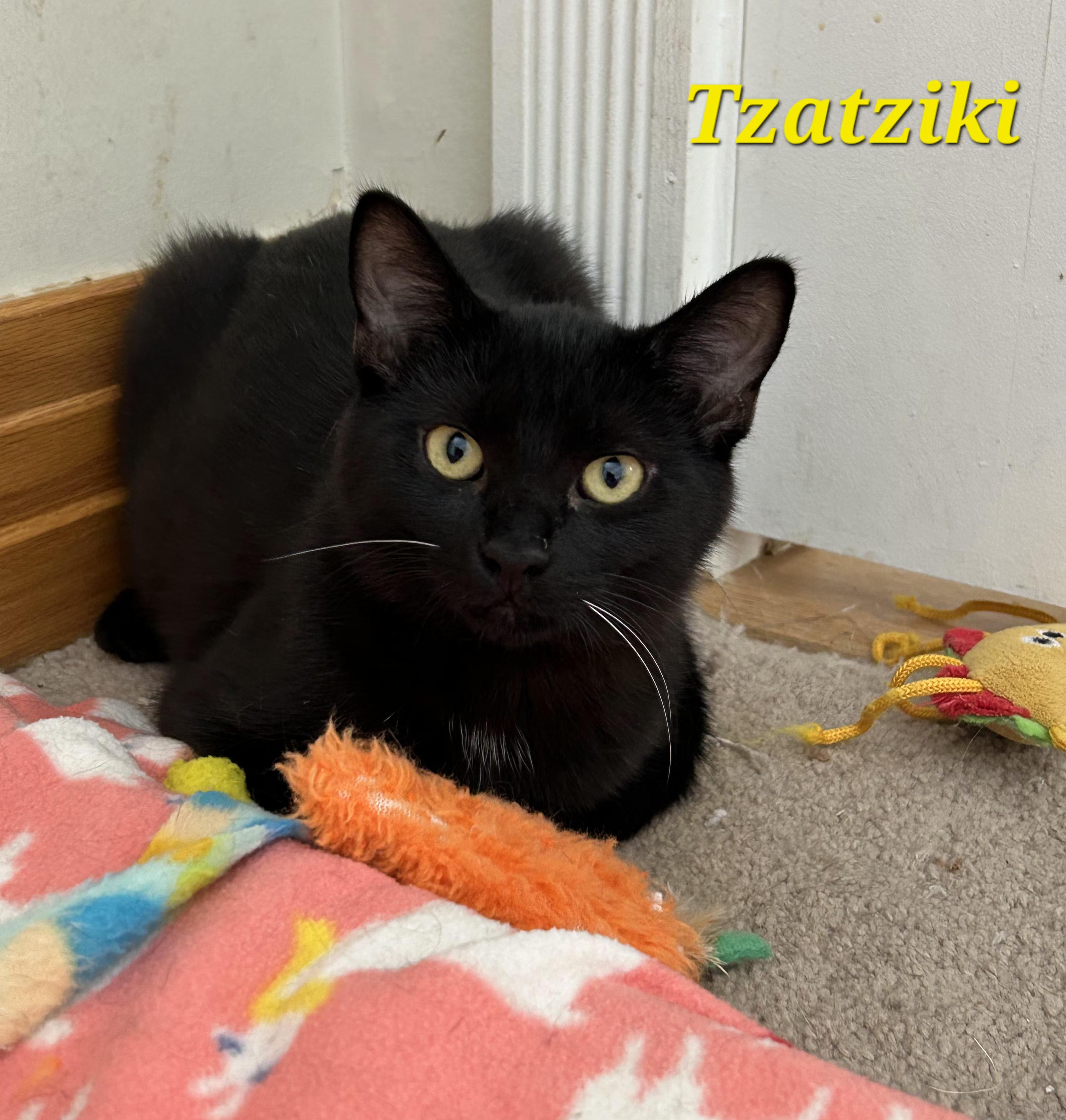 Enlarge Tzatziki and Falafel, a ADOPTABLE Domestic Short Hair in Brighton, MI image 2/6